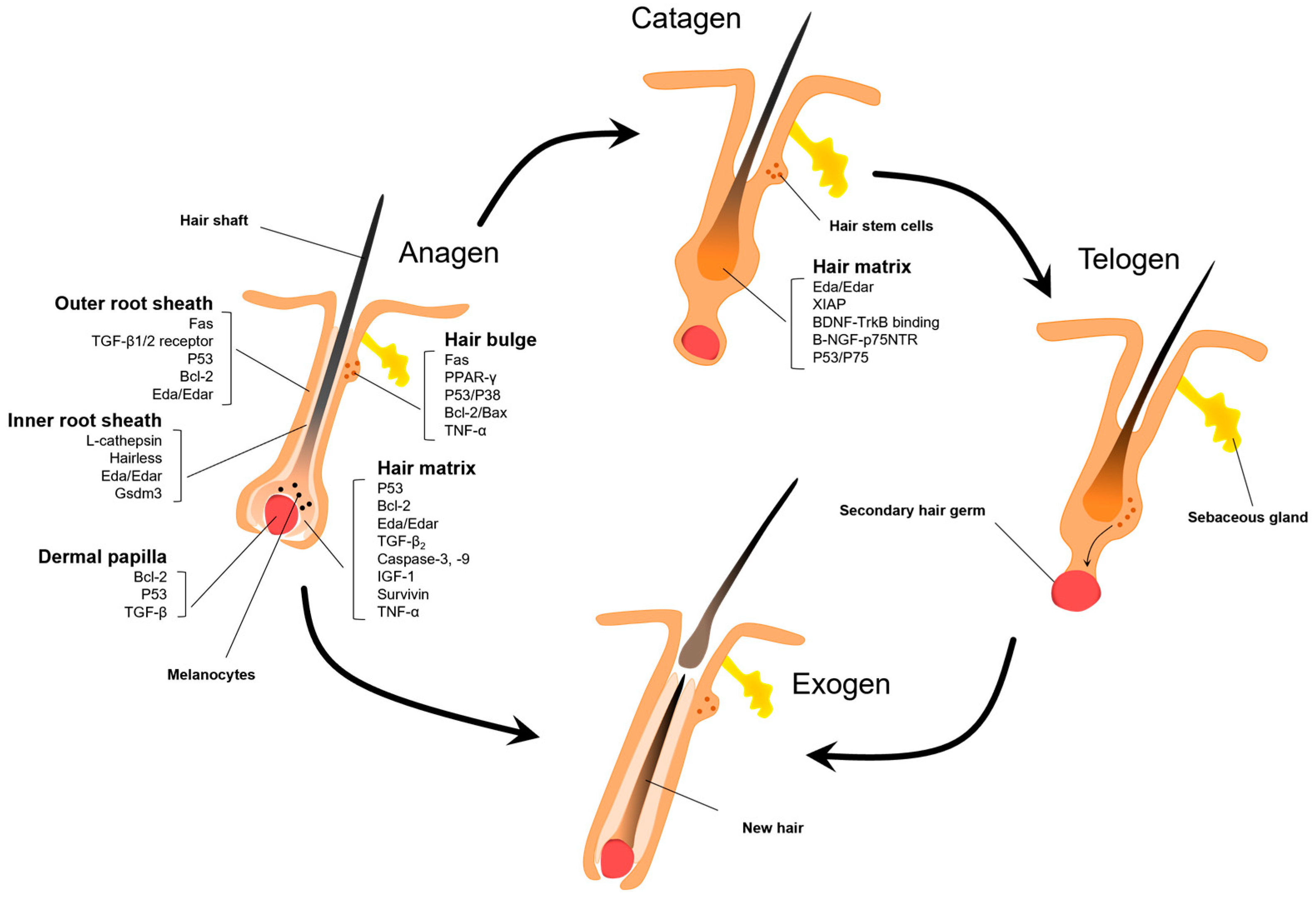 Biomolecules 14 00020 g003