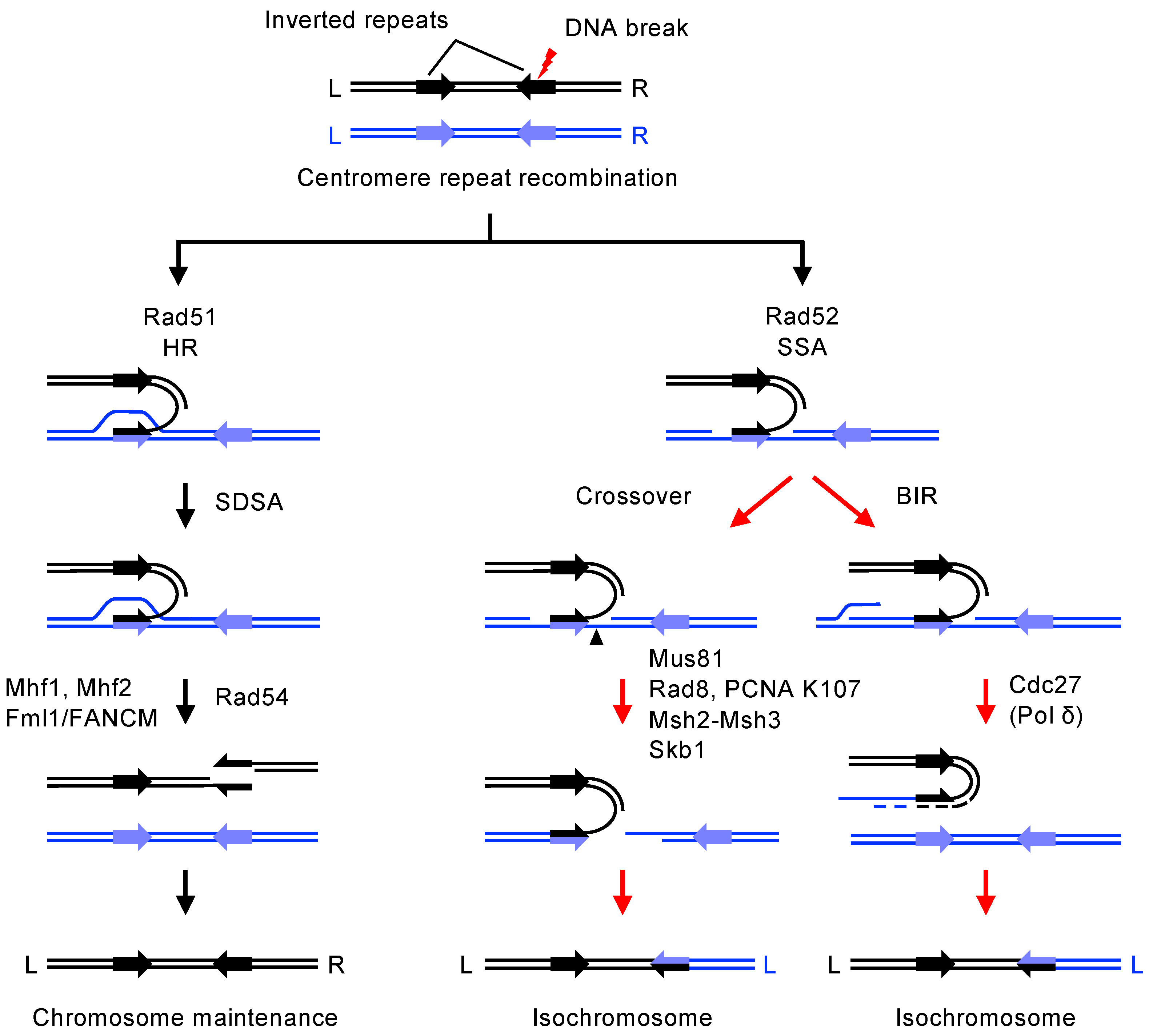 Biomolecules 14 00028 g005 Biomolecules 14 00028 g005