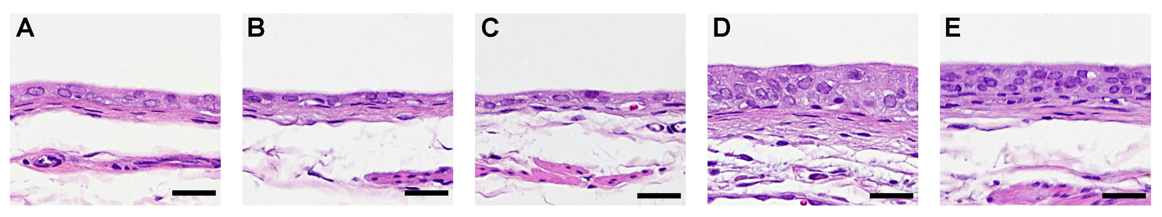 Biomolecules 14 00036 g001