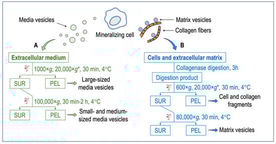 Biomolecules 14 00042 g001