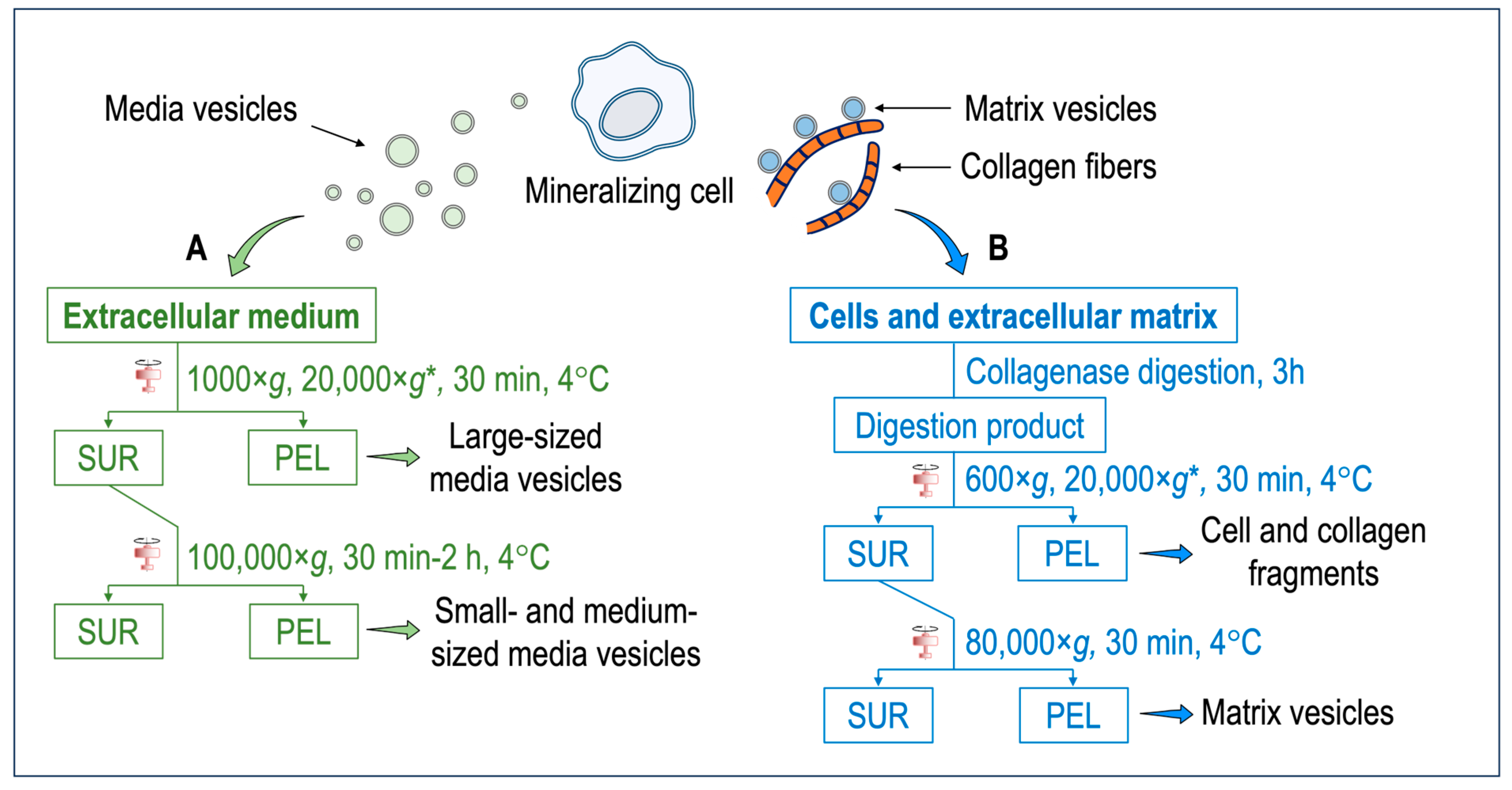 Biomolecules 14 00042 g001