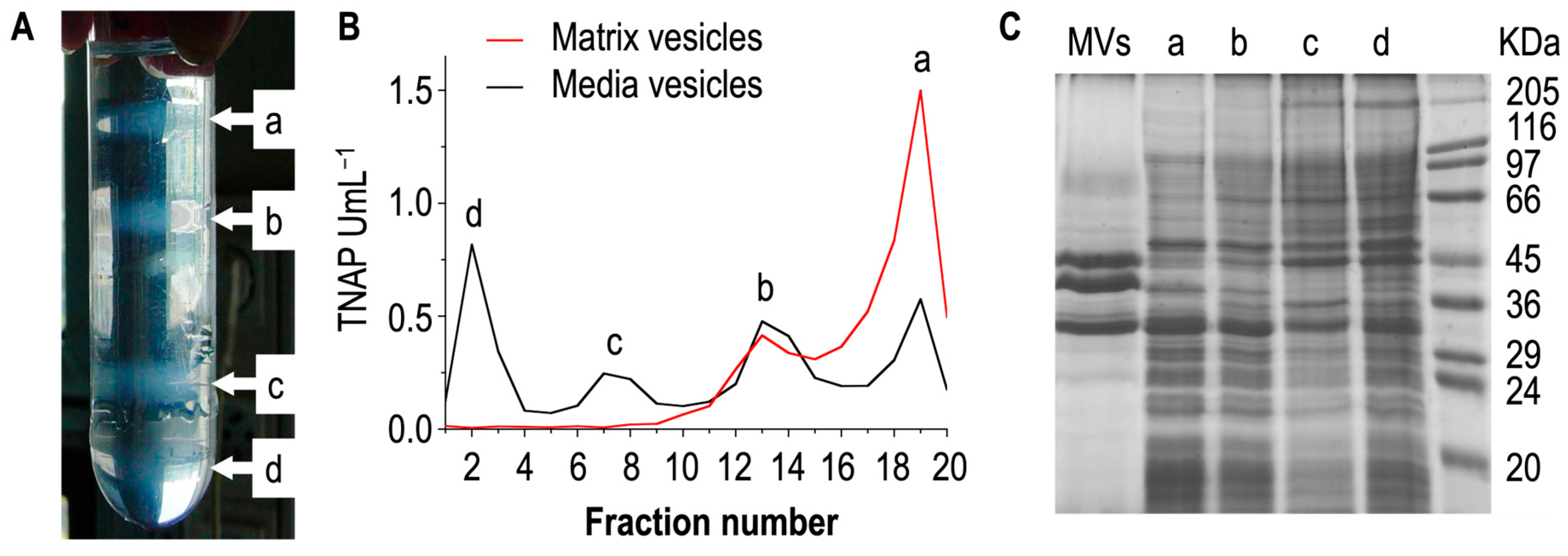 Biomolecules 14 00042 g002