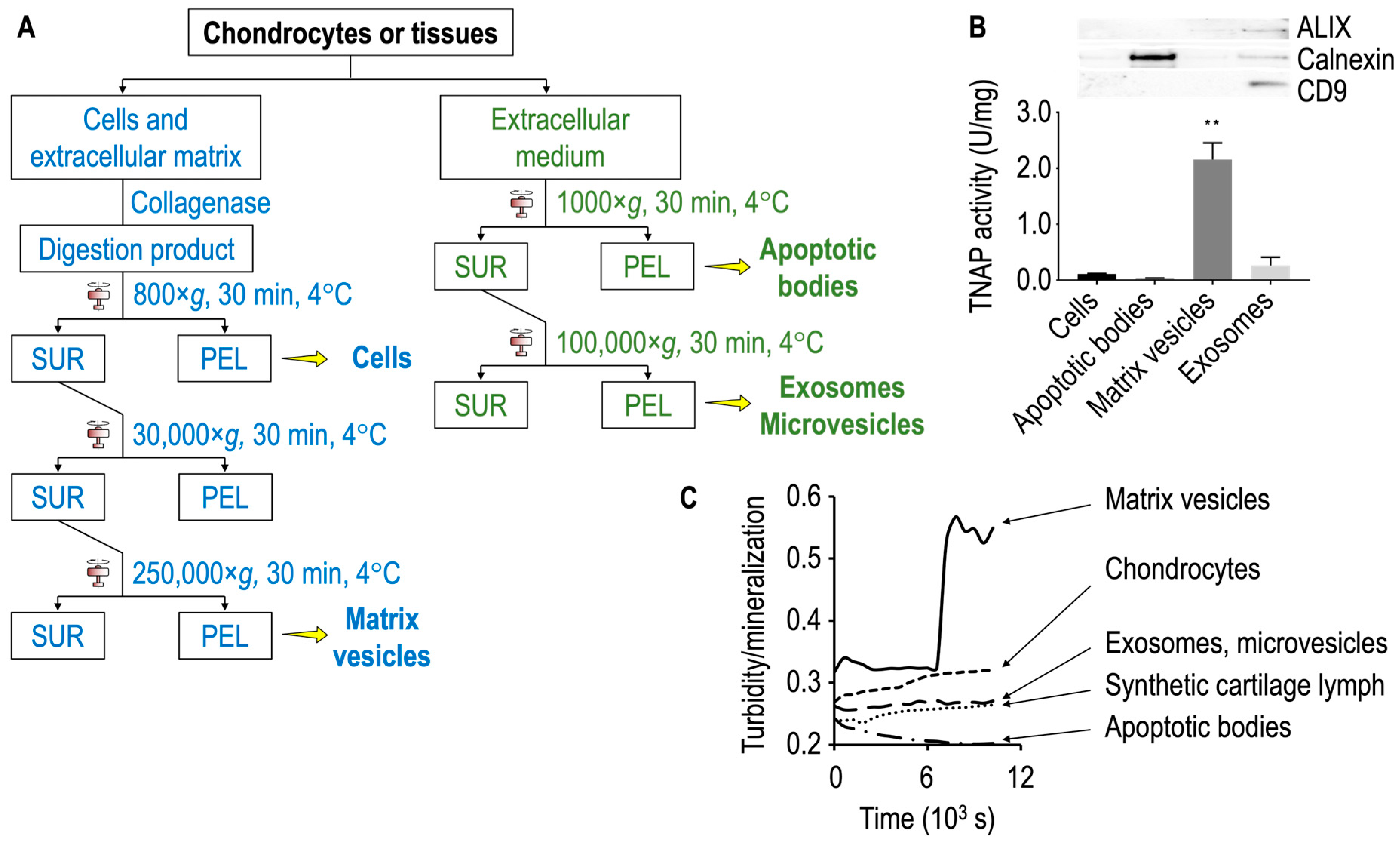 Biomolecules 14 00042 g004