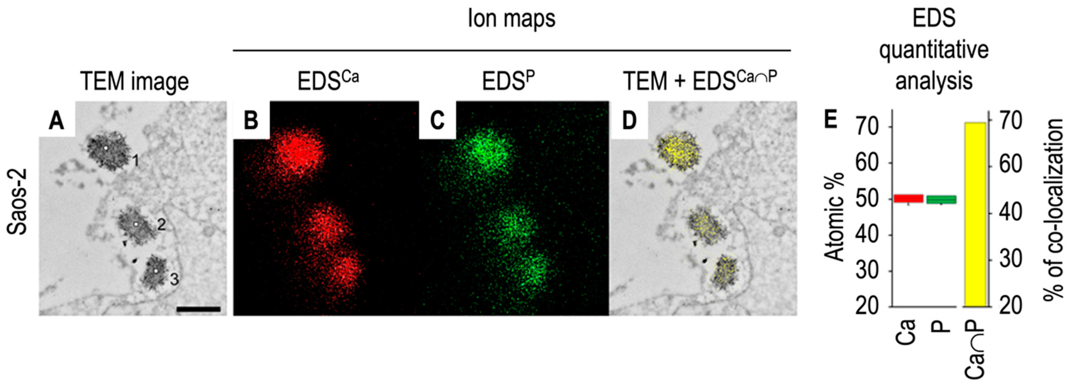 Biomolecules 14 00042 g006