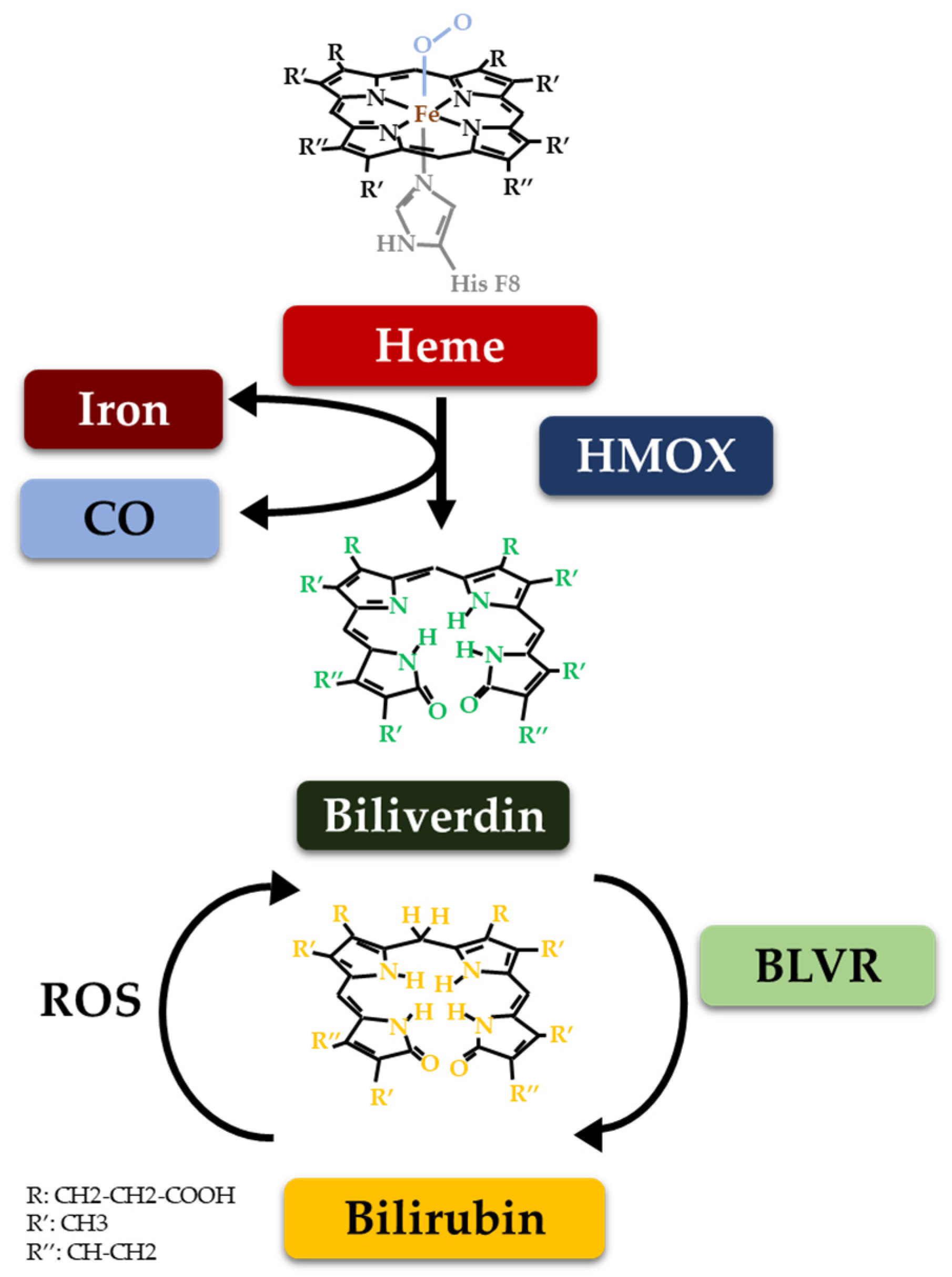 Biomolecules 14 00063 g001 Biomolecules 14 00063 g001