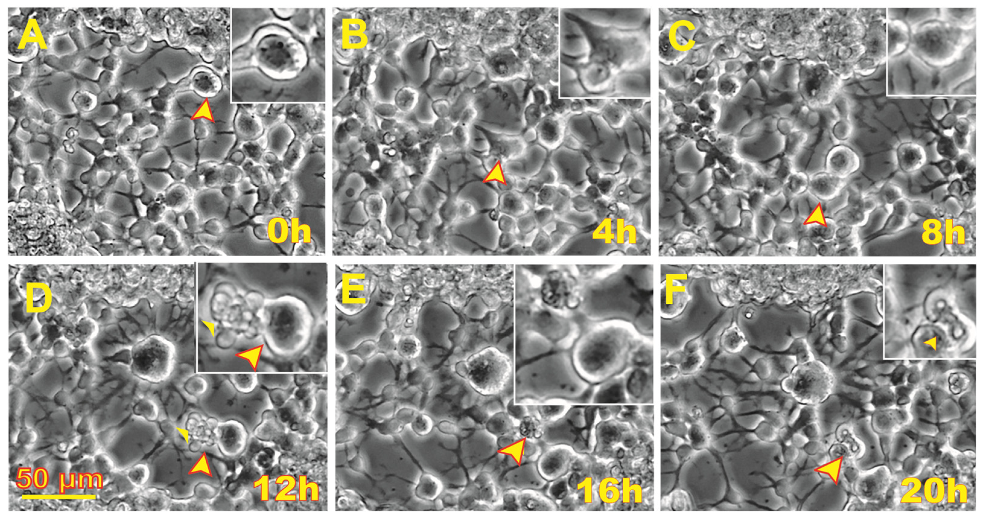 Biomolecules 14 00065 g002