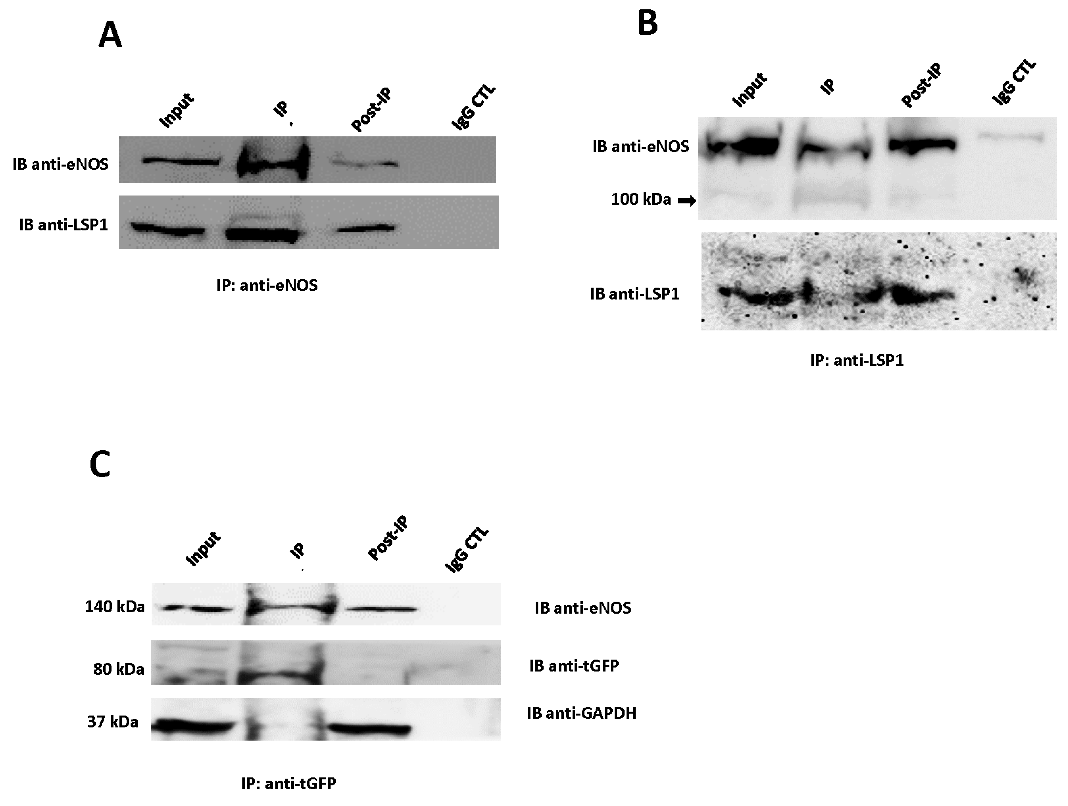 Biomolecules 14 00111 g003