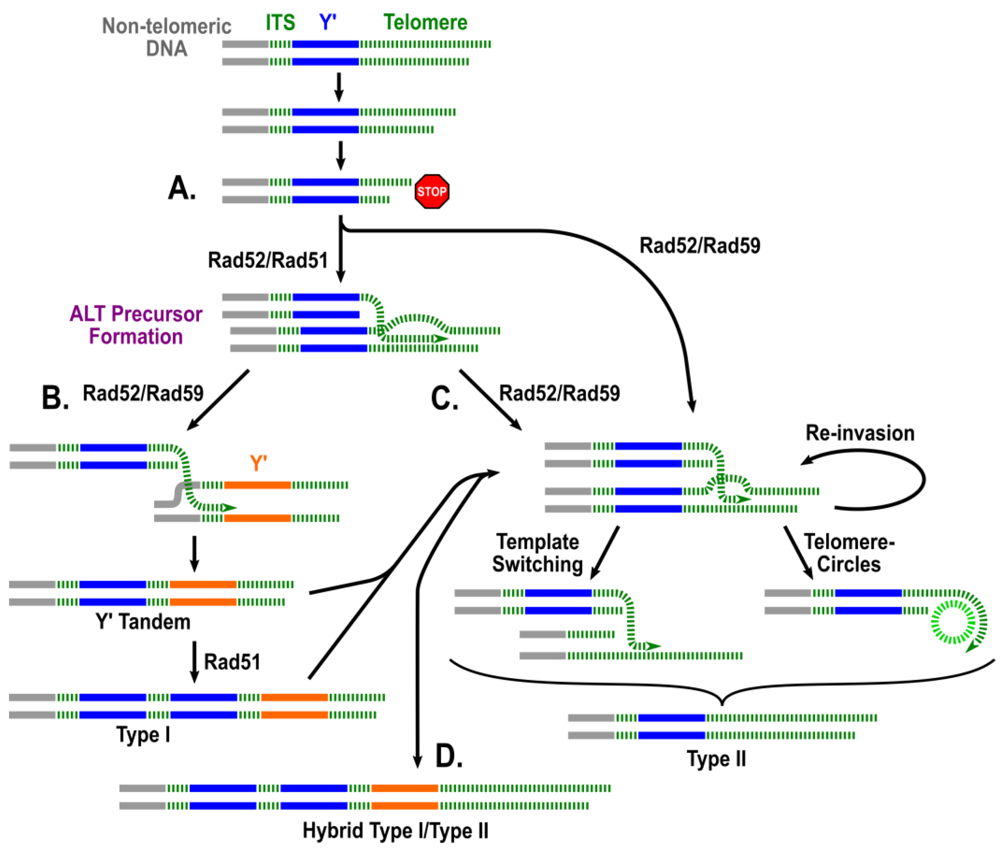 Biomolecules 14 00113 g003 Biomolecules 14 00113 g003