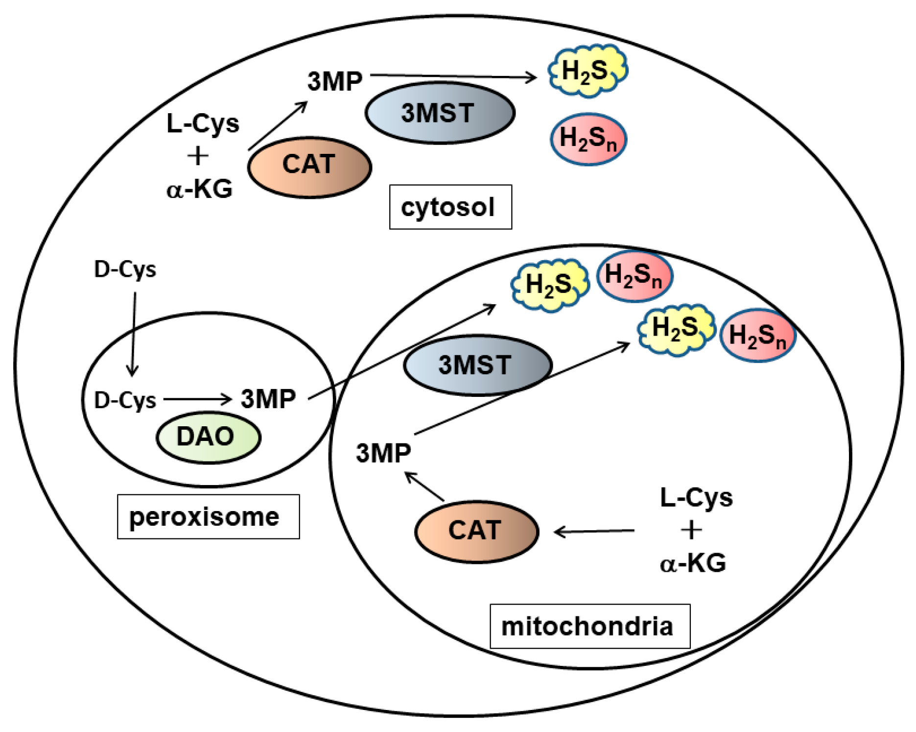 Biomolecules 14 00129 g003