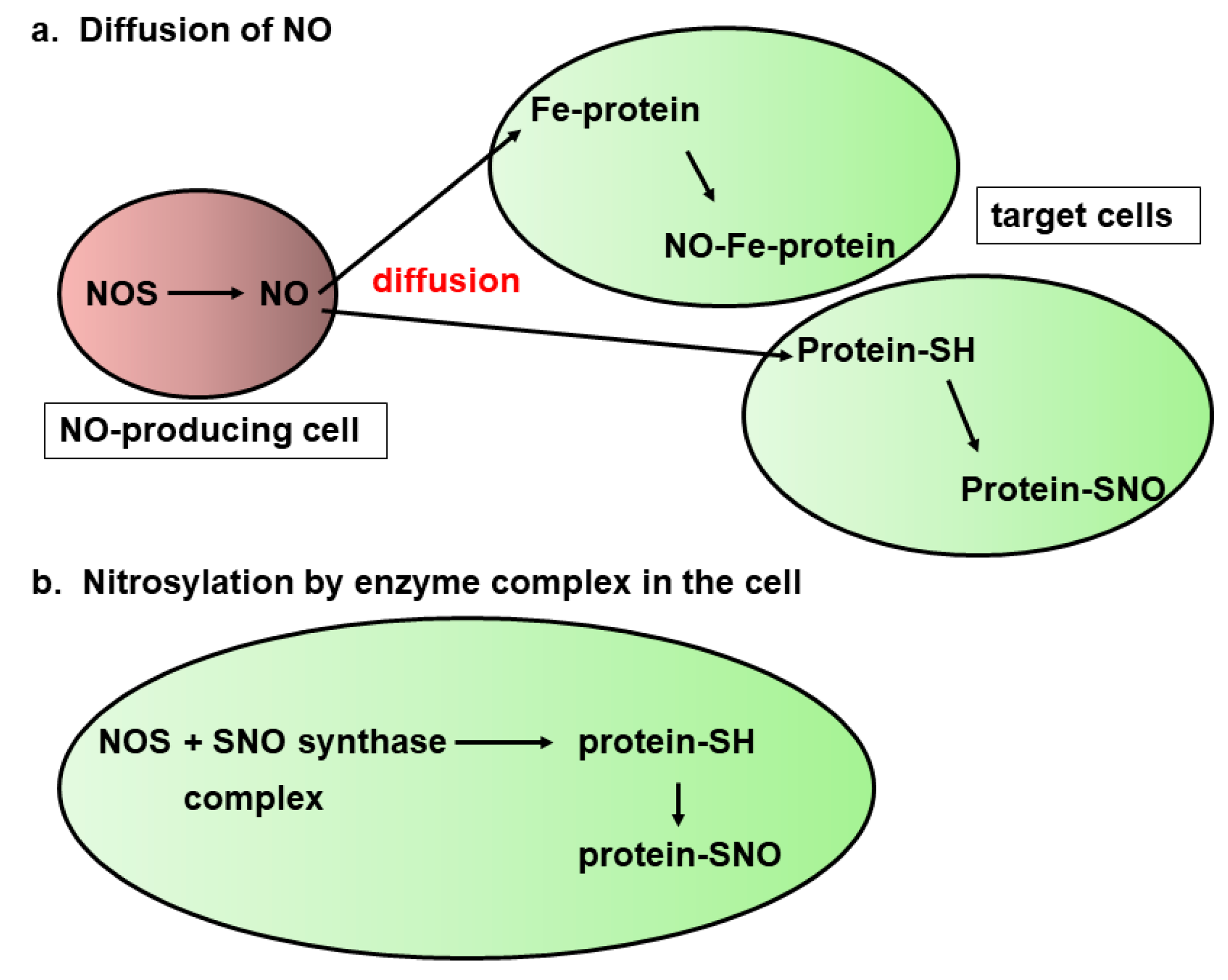 Biomolecules 14 00129 g005