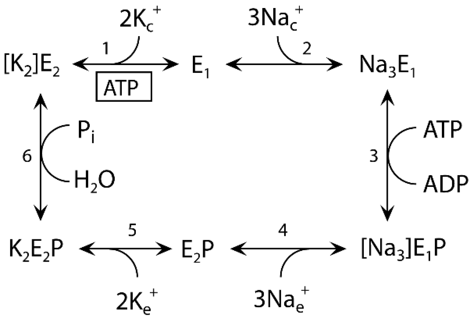 Biomolecules 14 00135 sch001