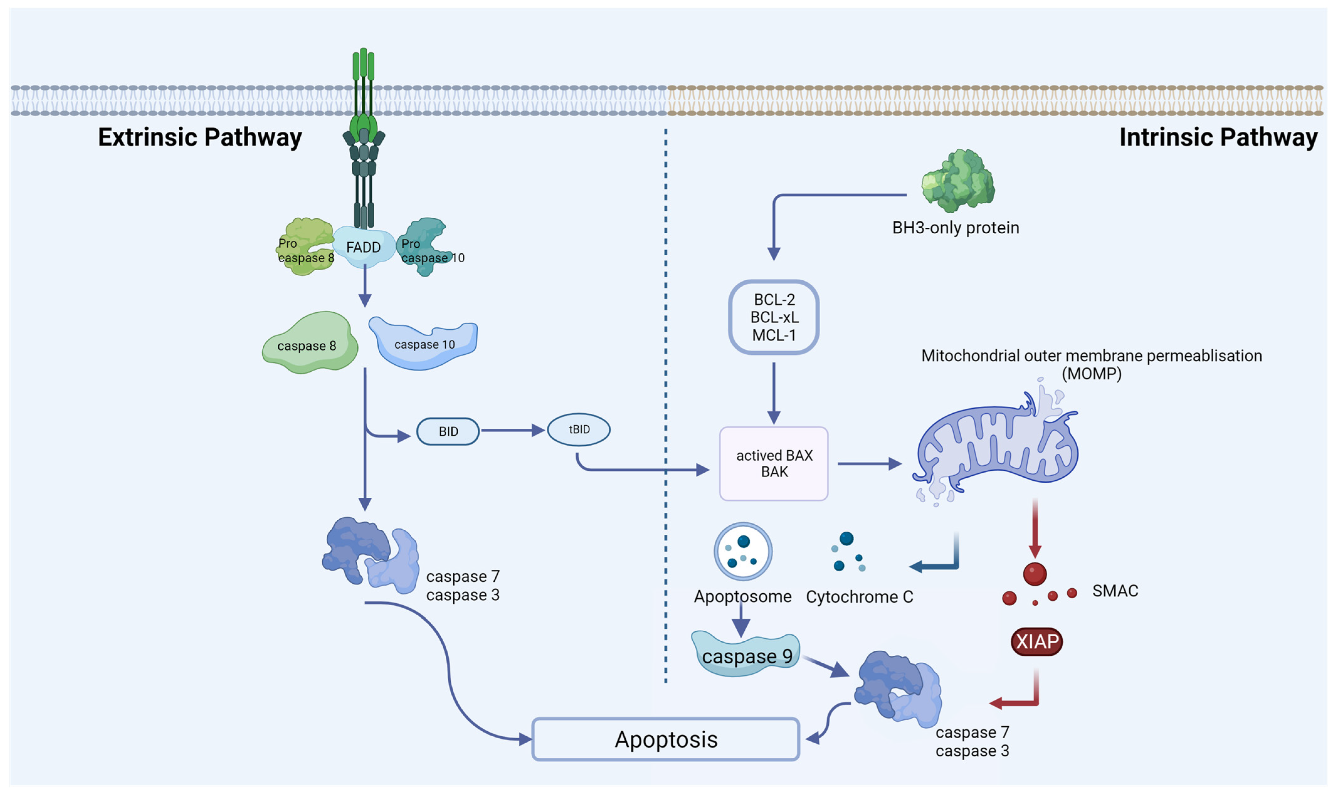 Biomolecules 14 00142 g001