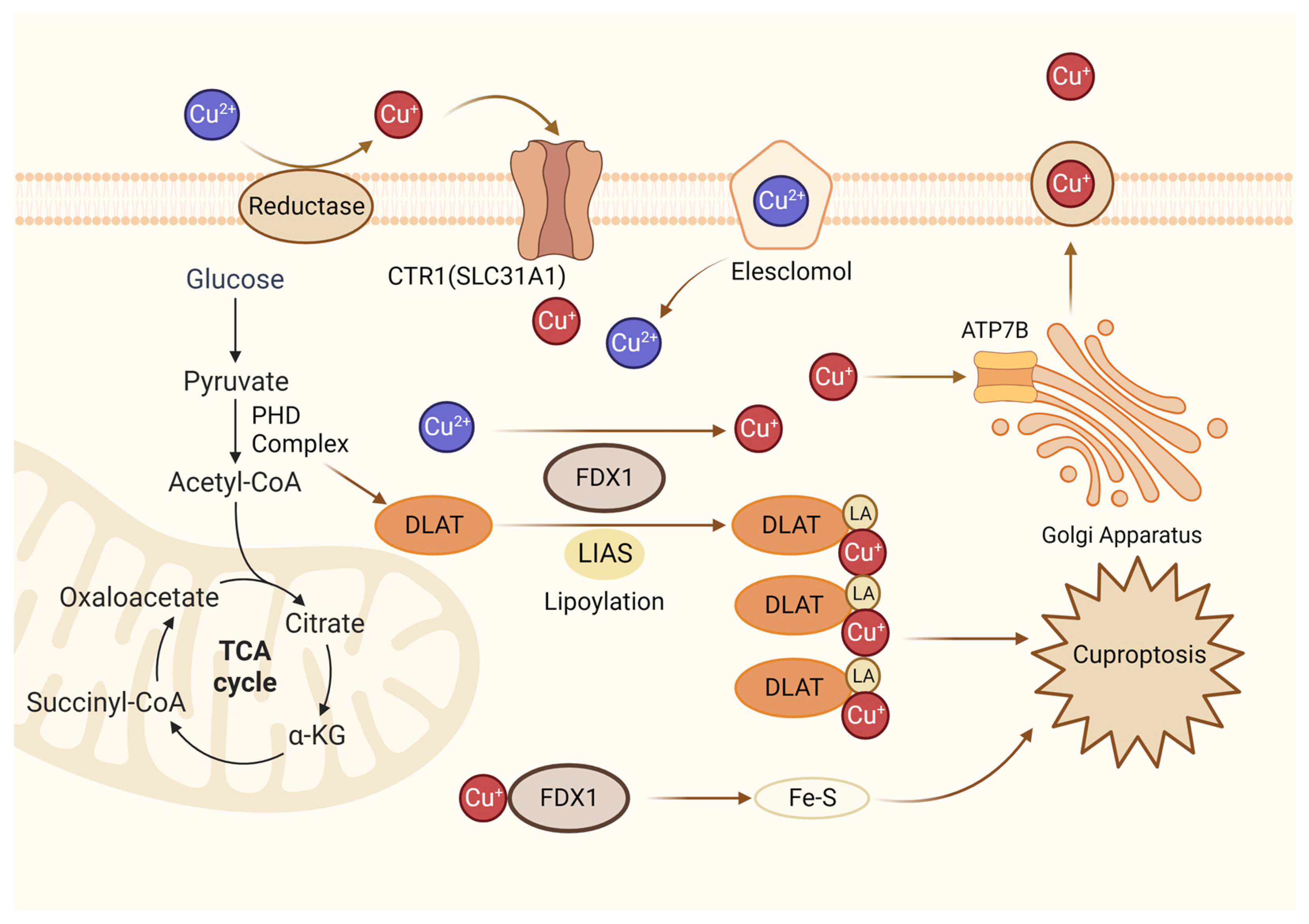 Biomolecules 14 00142 g004