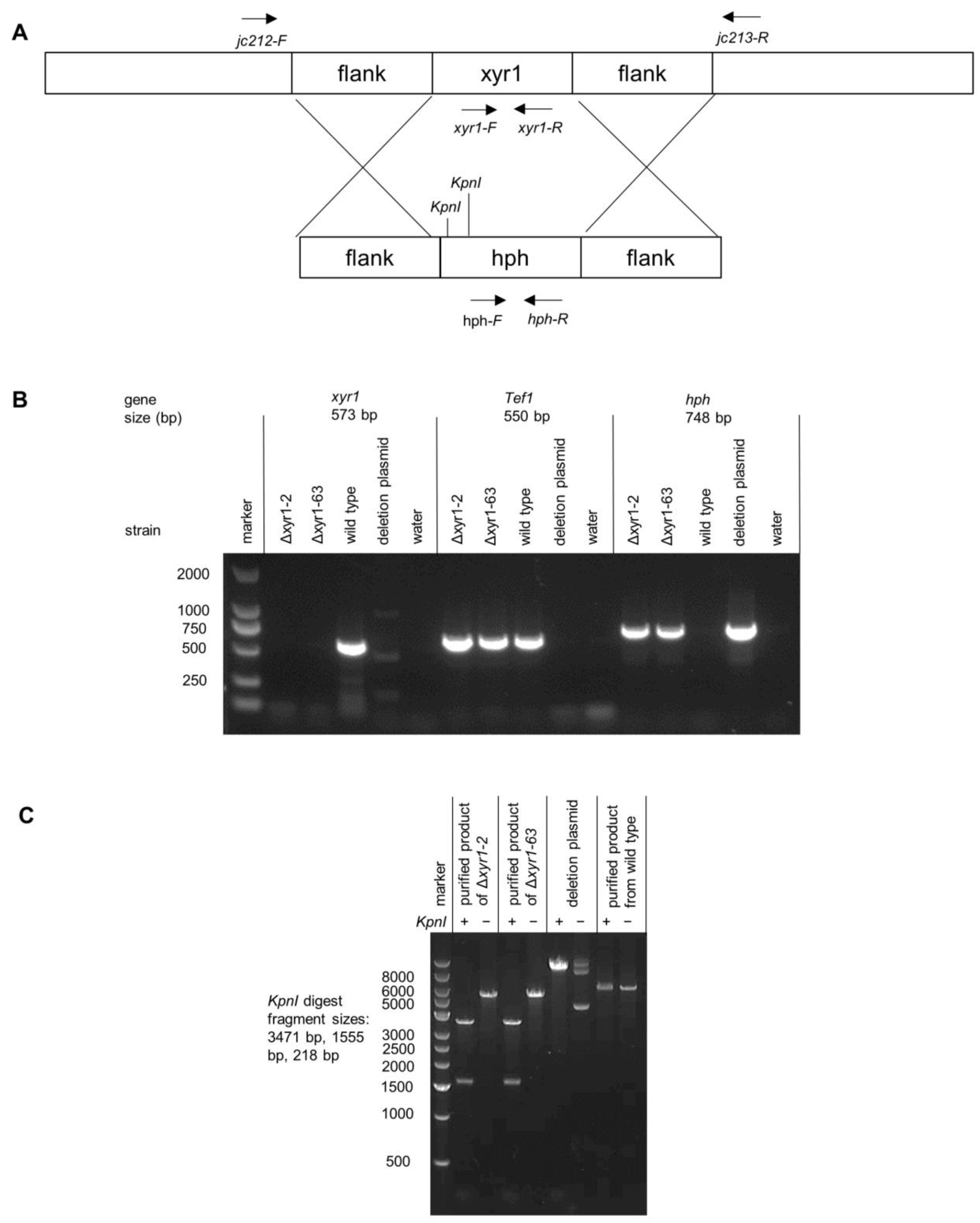 Biomolecules 14 00148 g001