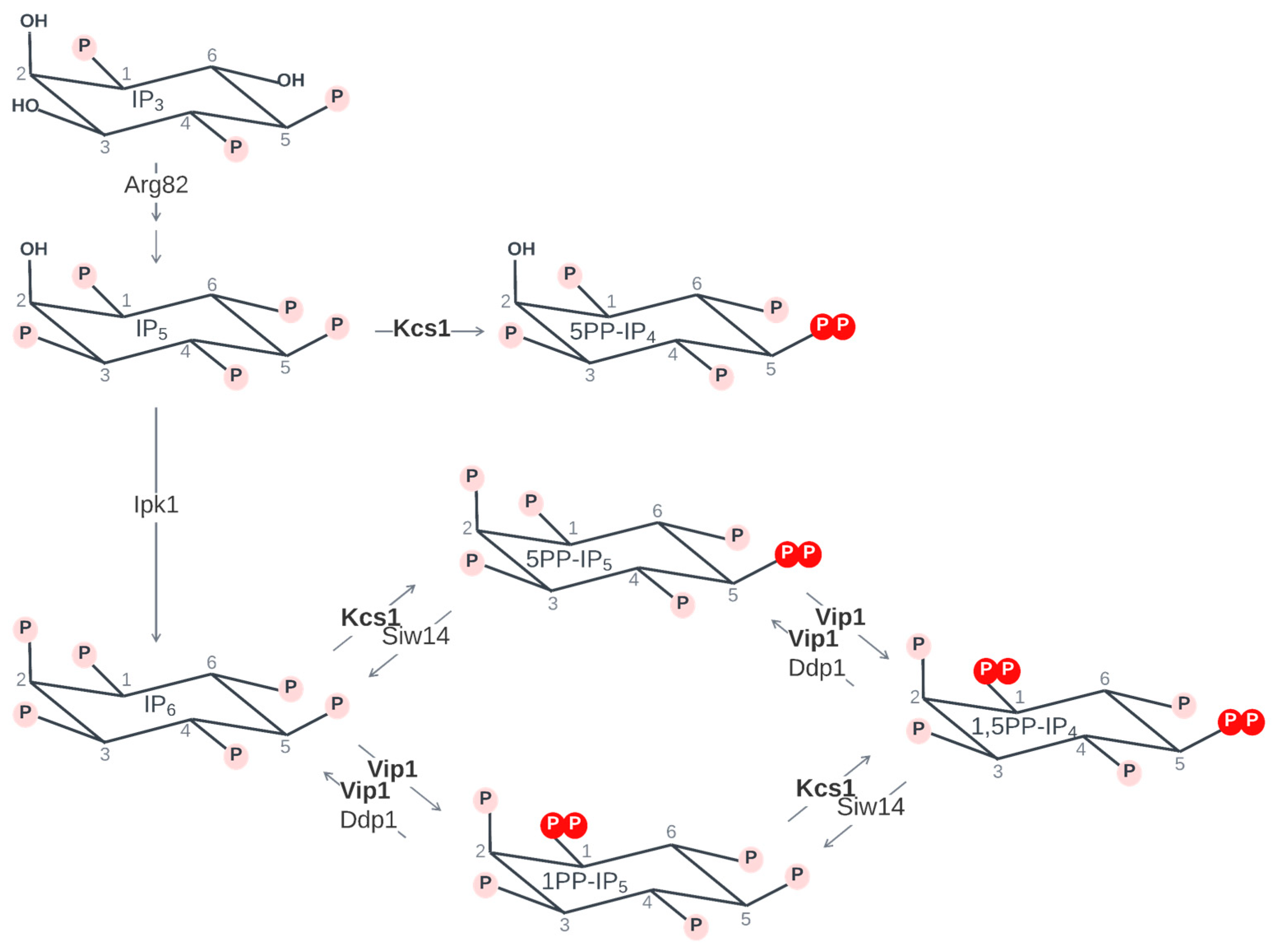 Biomolecules 14 00152 g002