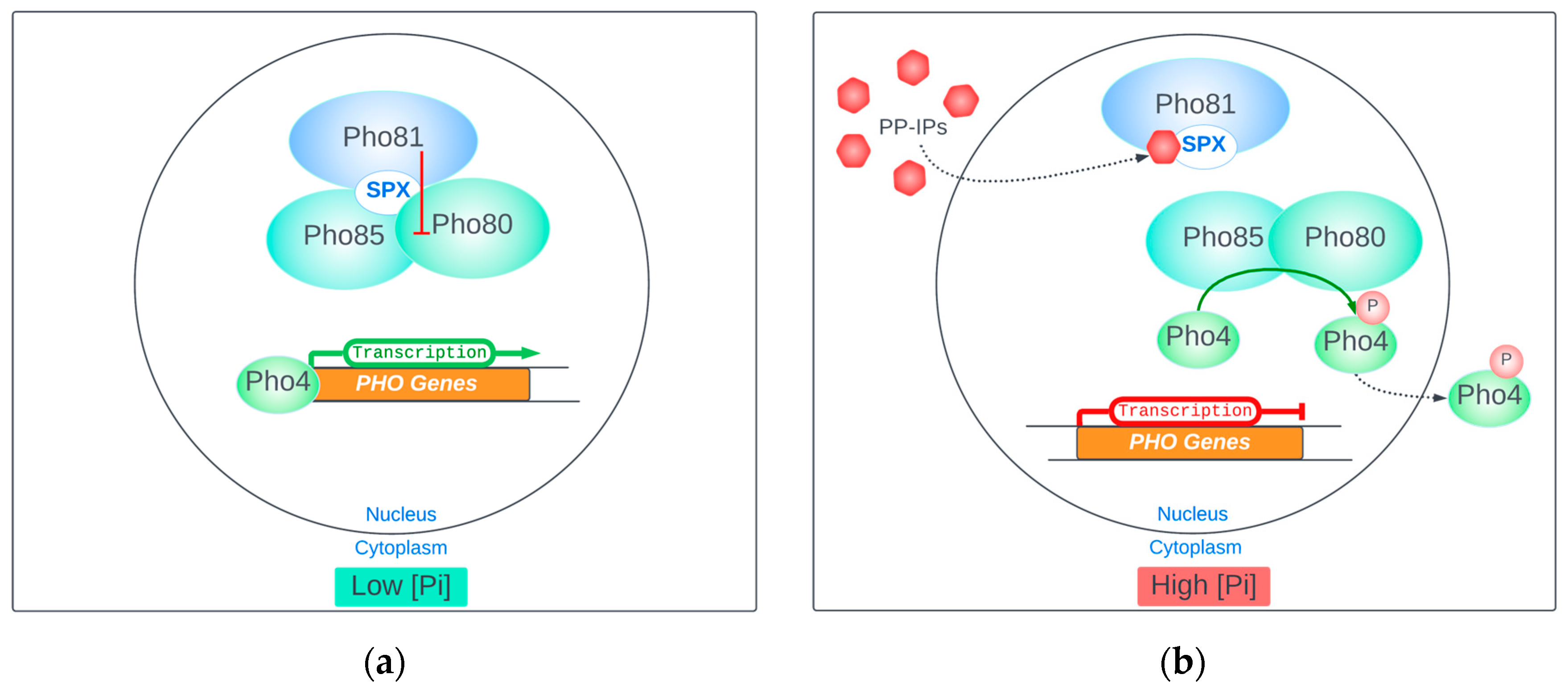 Biomolecules 14 00152 g003