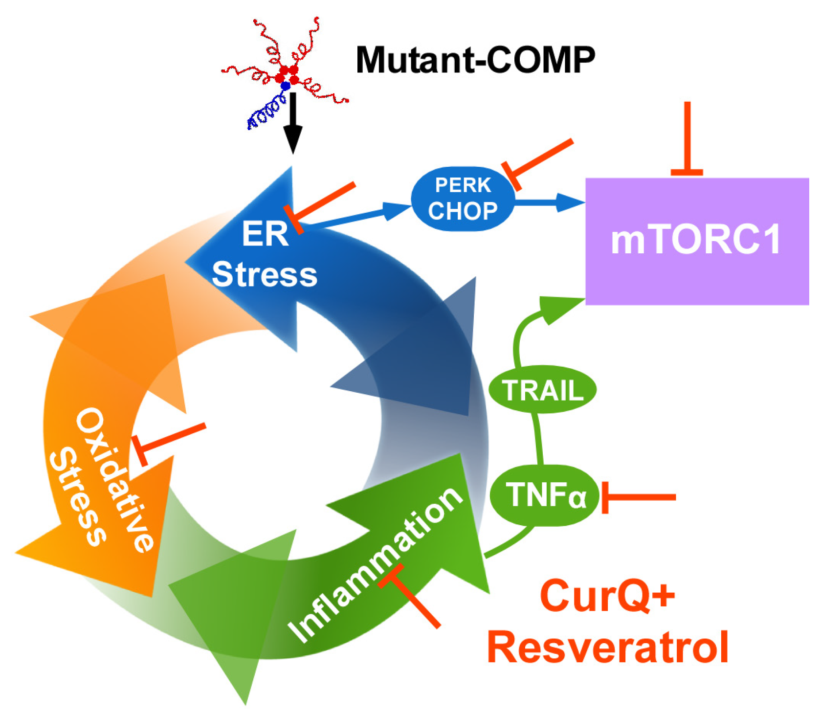 Biomolecules 14 00154 g001