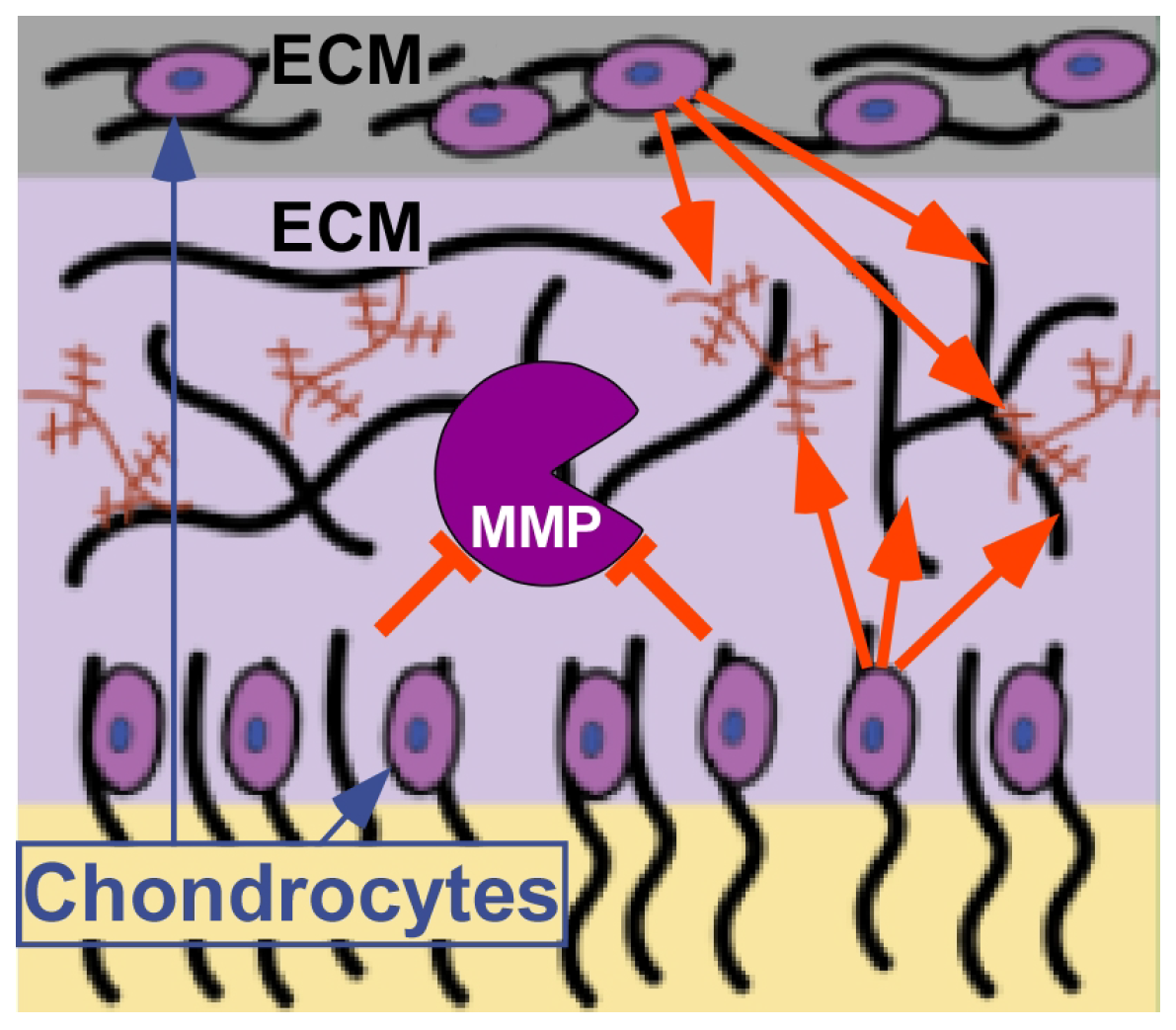 Biomolecules 14 00154 g003