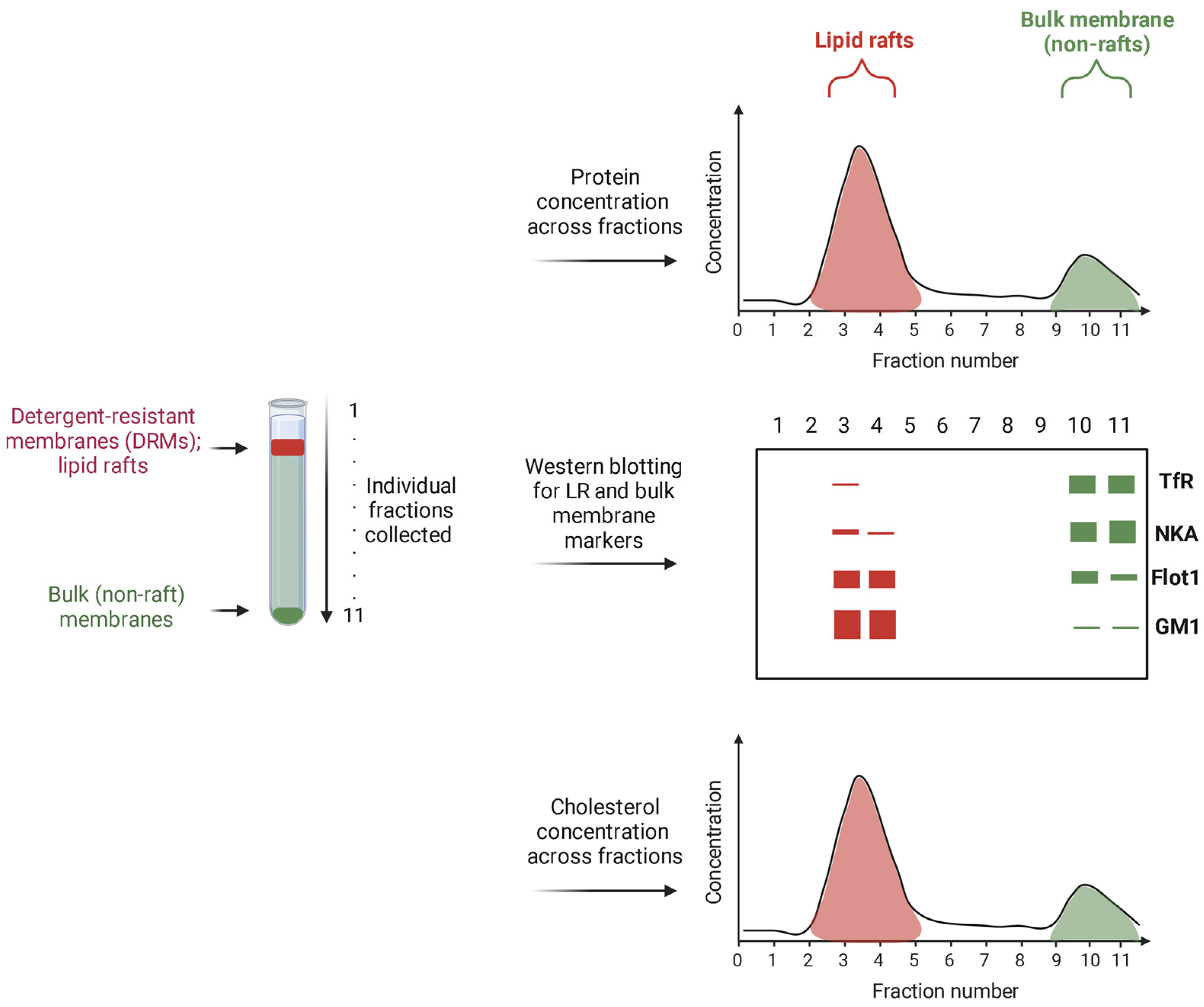 Biomolecules 14 00156 g002