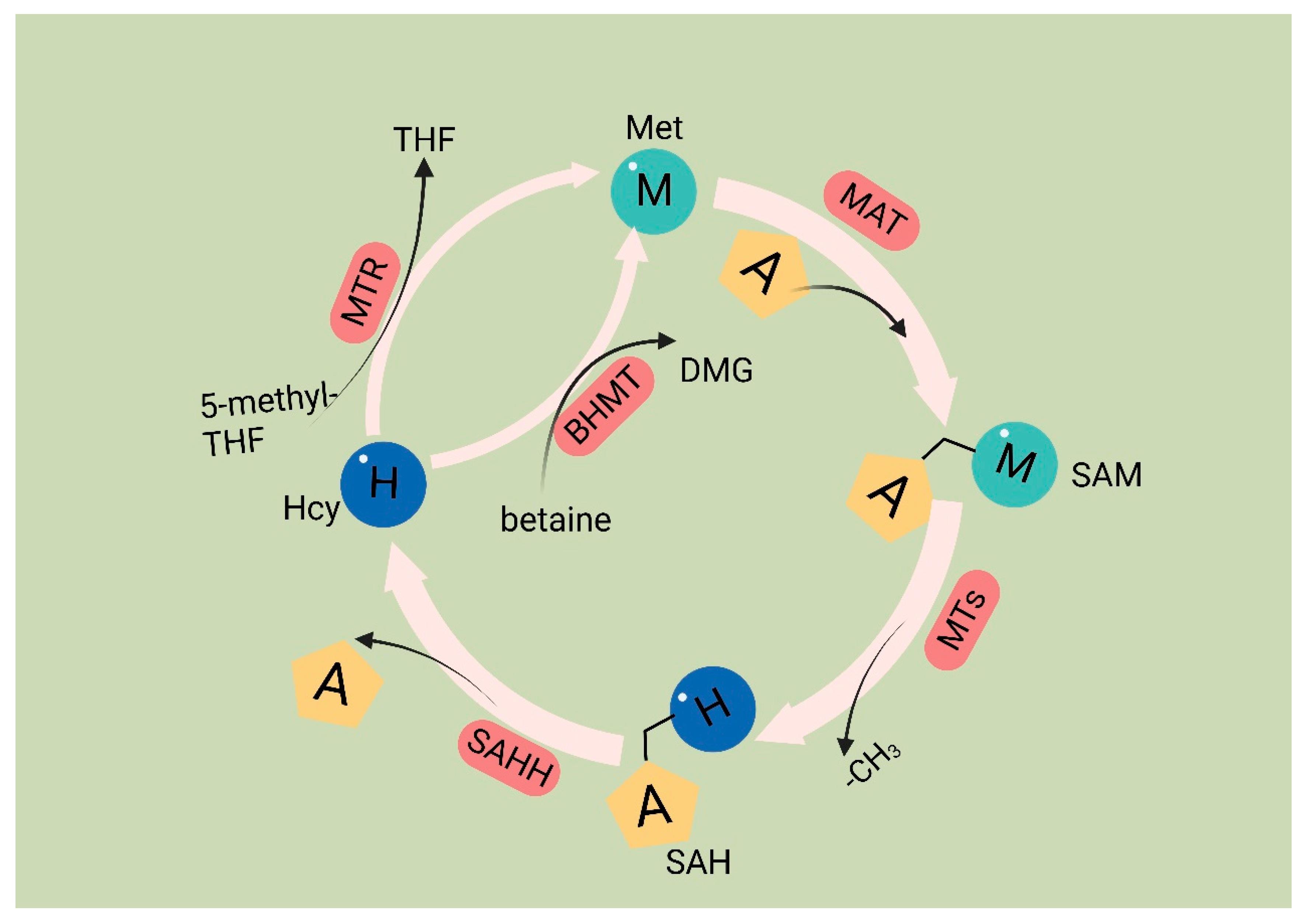 Biomolecules 14 00161 g001