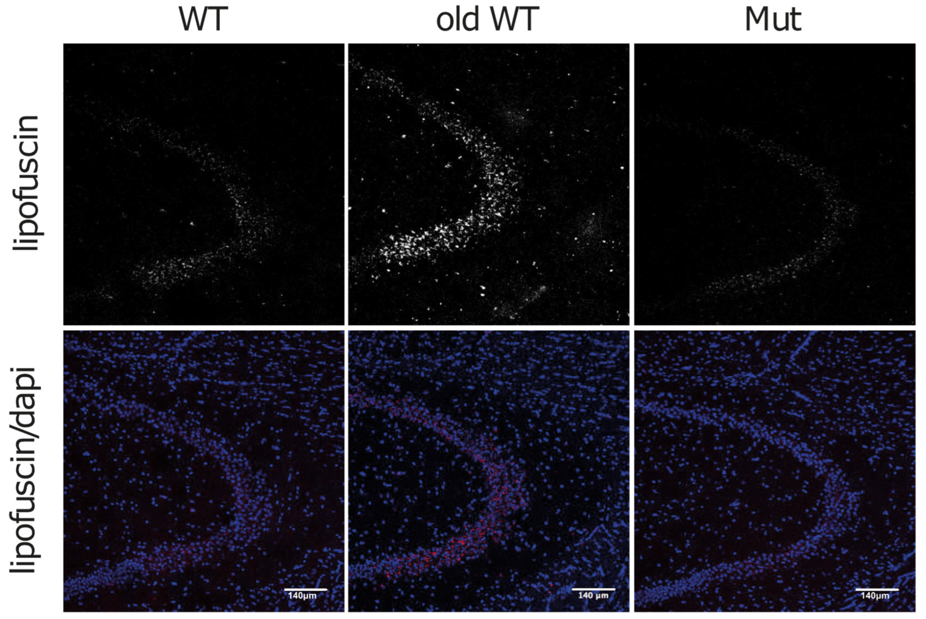 Biomolecules 14 00162 g006 Biomolecules 14 00162 g006