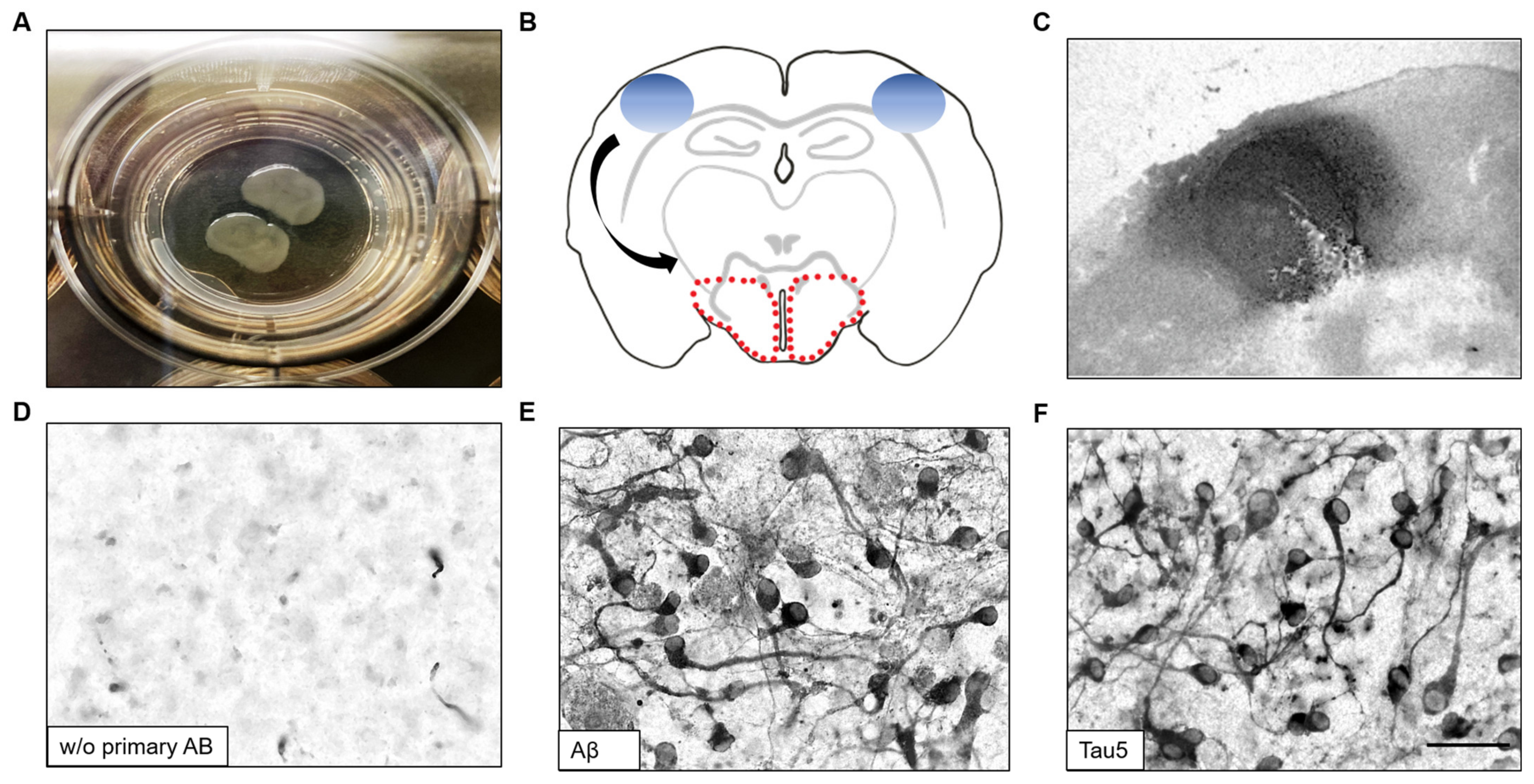 Biomolecules 14 00165 g001