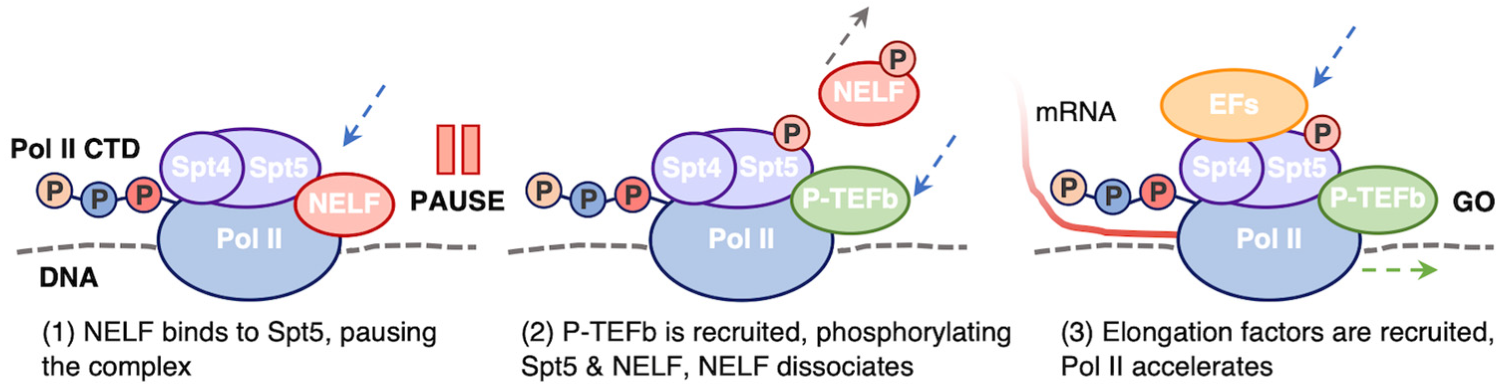 Biomolecules 14 00176 g003