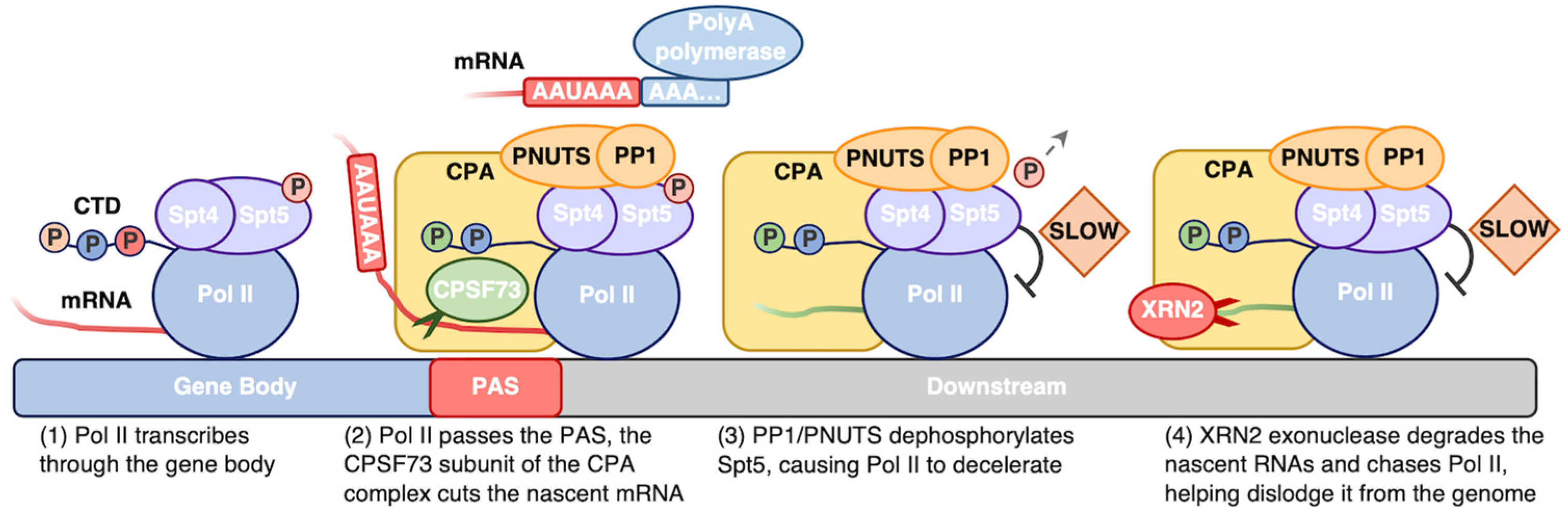 Biomolecules 14 00176 g004