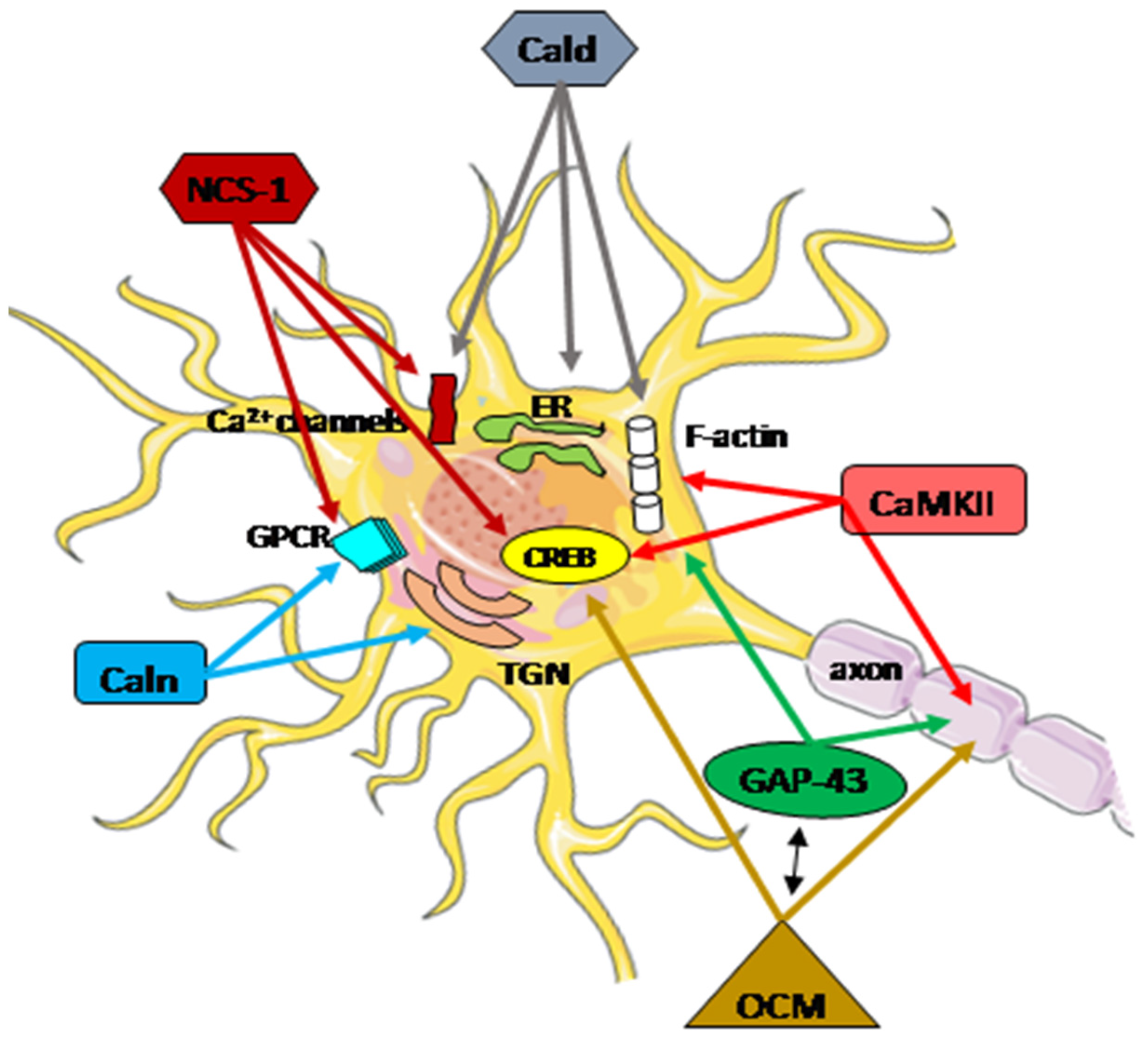 Biomolecules 14 00183 g003