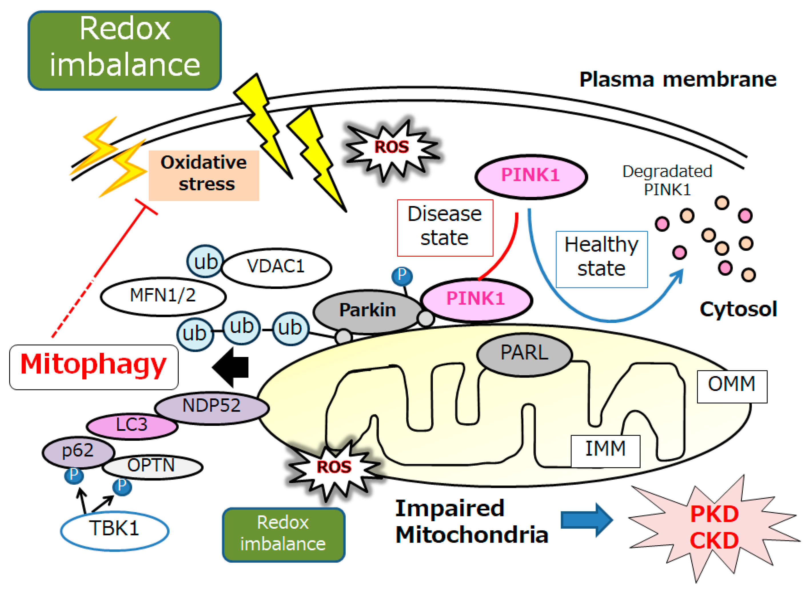 Biomolecules 14 00207 g002