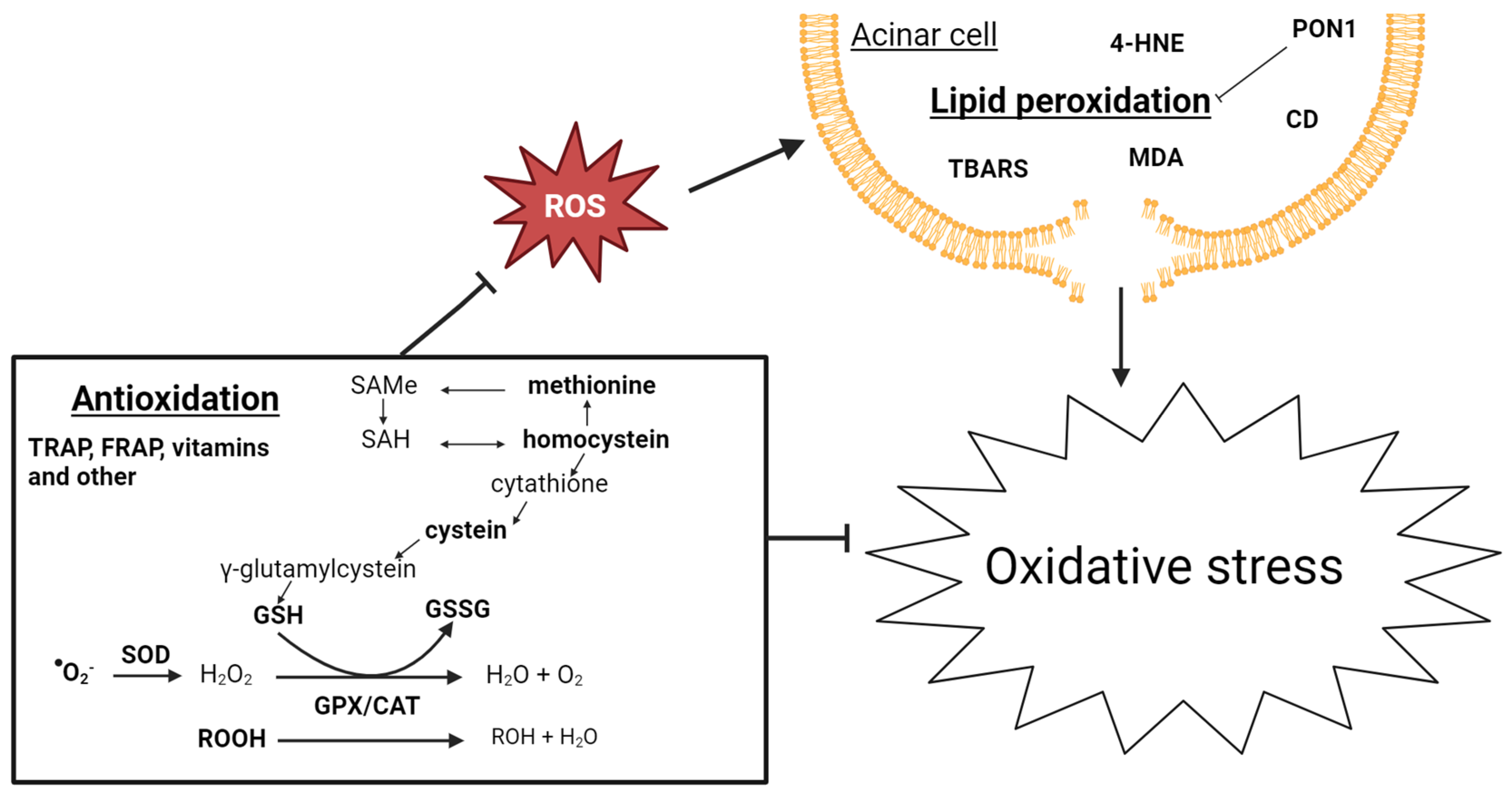 Biomolecules 14 00239 g003