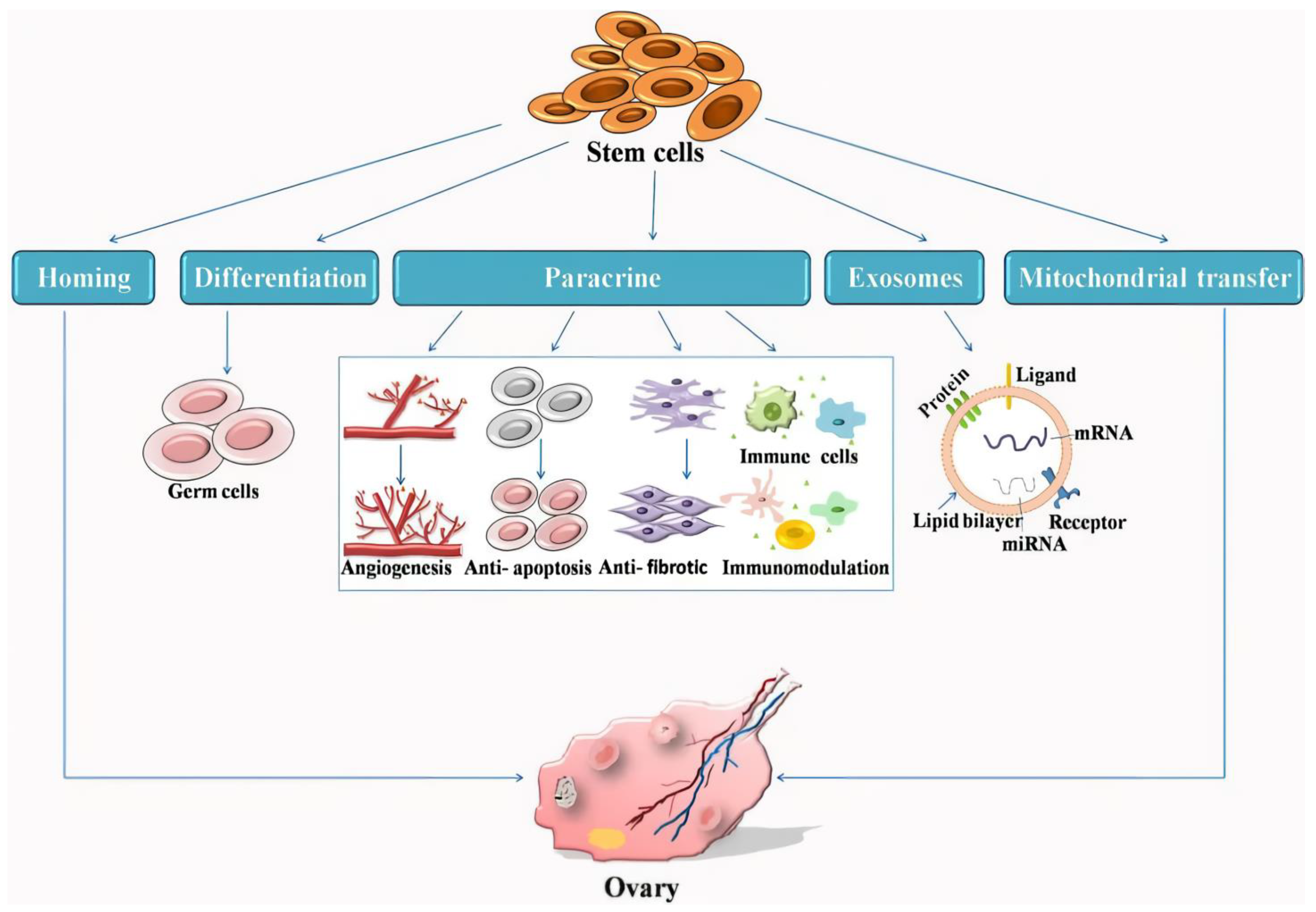 Biomolecules 14 00242 g001 Biomolecules 14 00242 g001