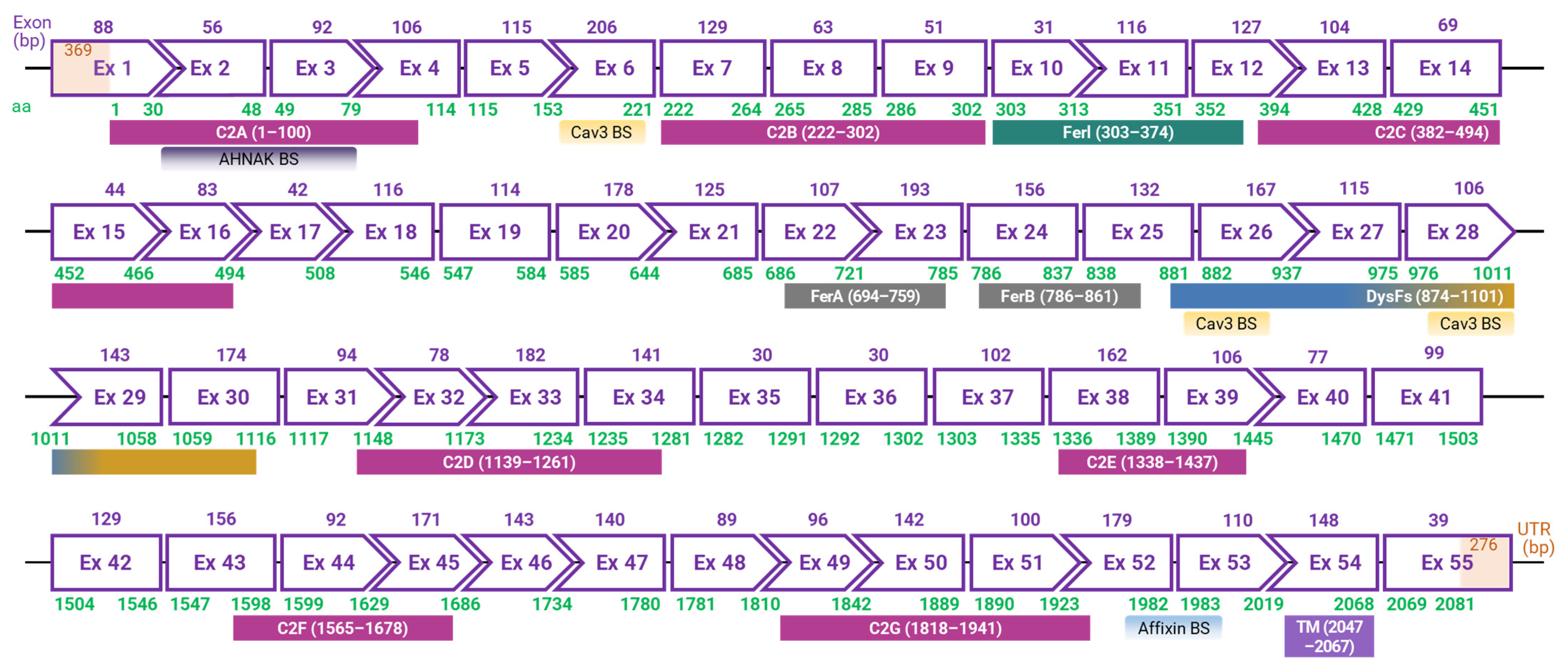 Biomolecules 14 00256 g001 Biomolecules 14 00256 g001