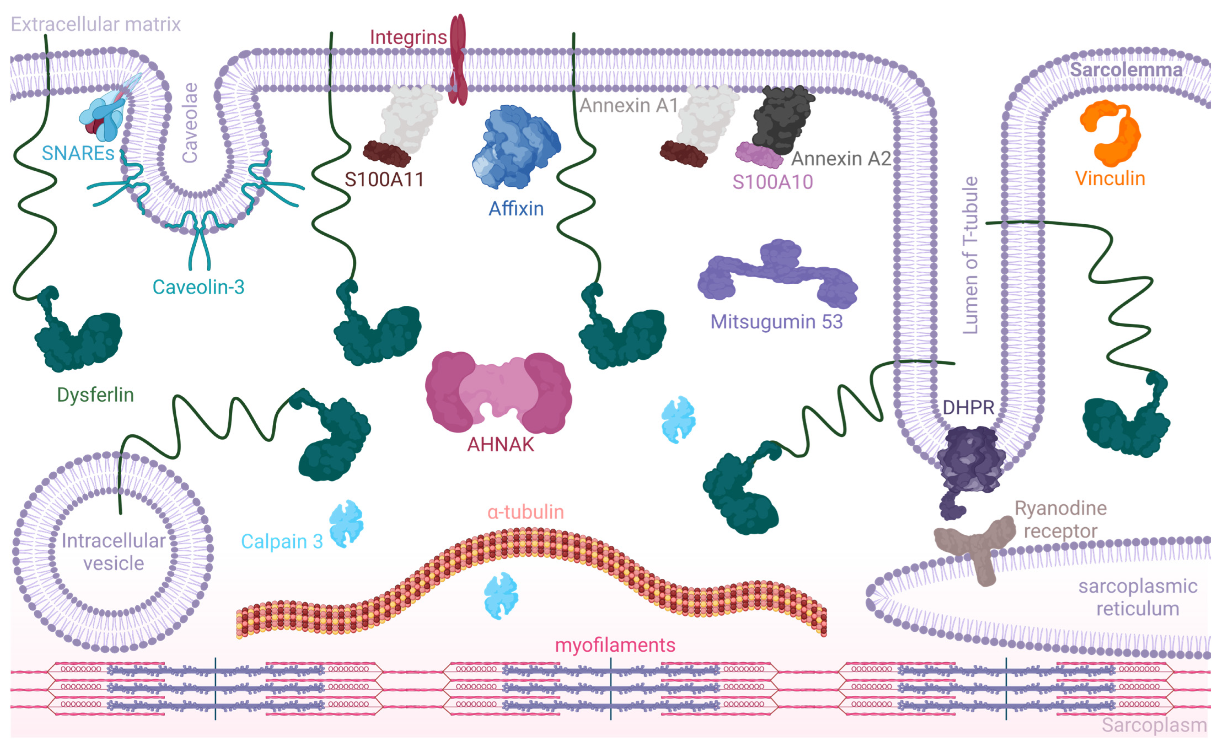 Biomolecules 14 00256 g003 Biomolecules 14 00256 g003