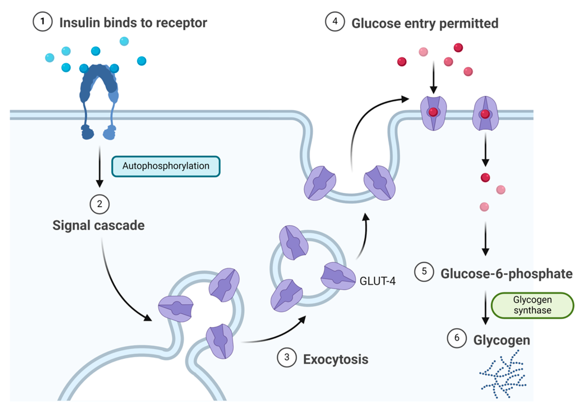 Biomolecules 14 00264 g003