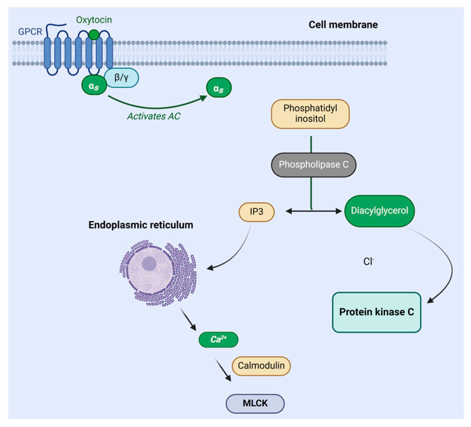 Biomolecules 14 00264 g008