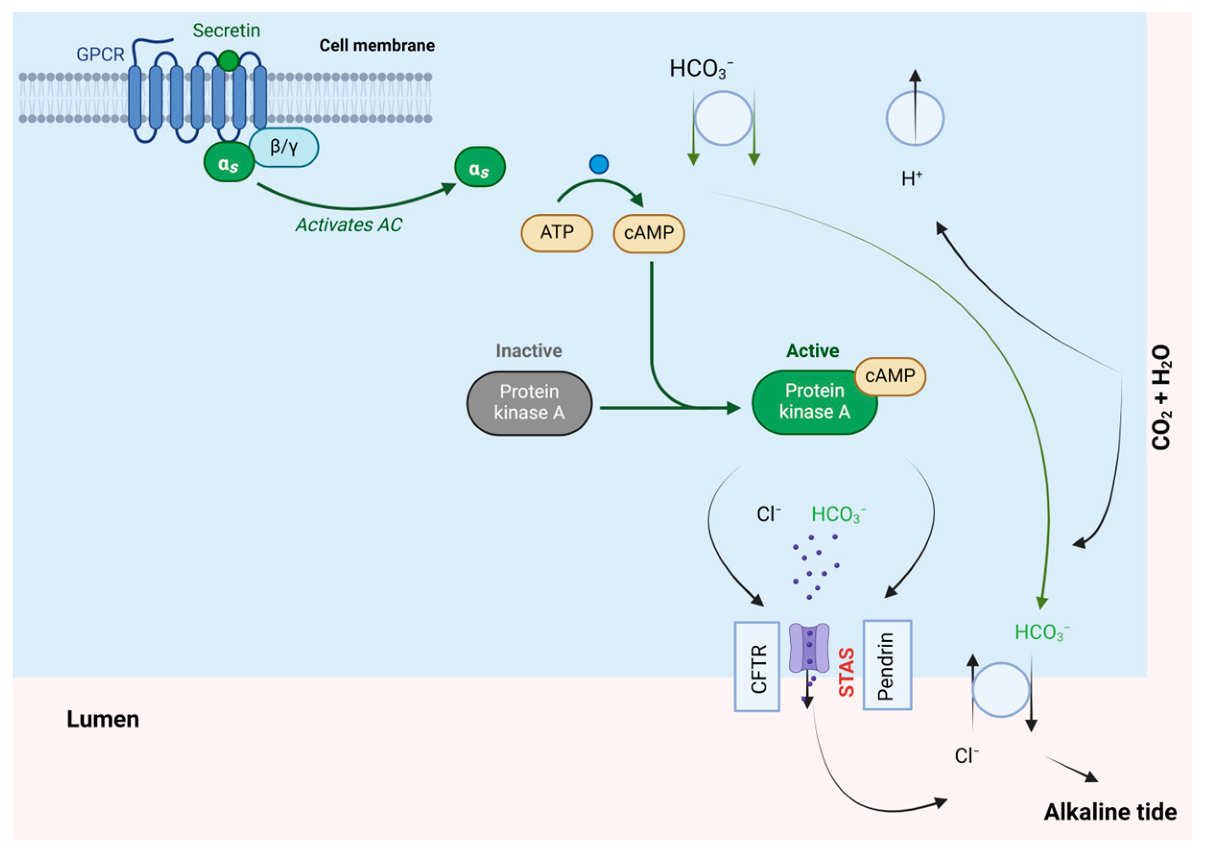 Biomolecules 14 00264 g012