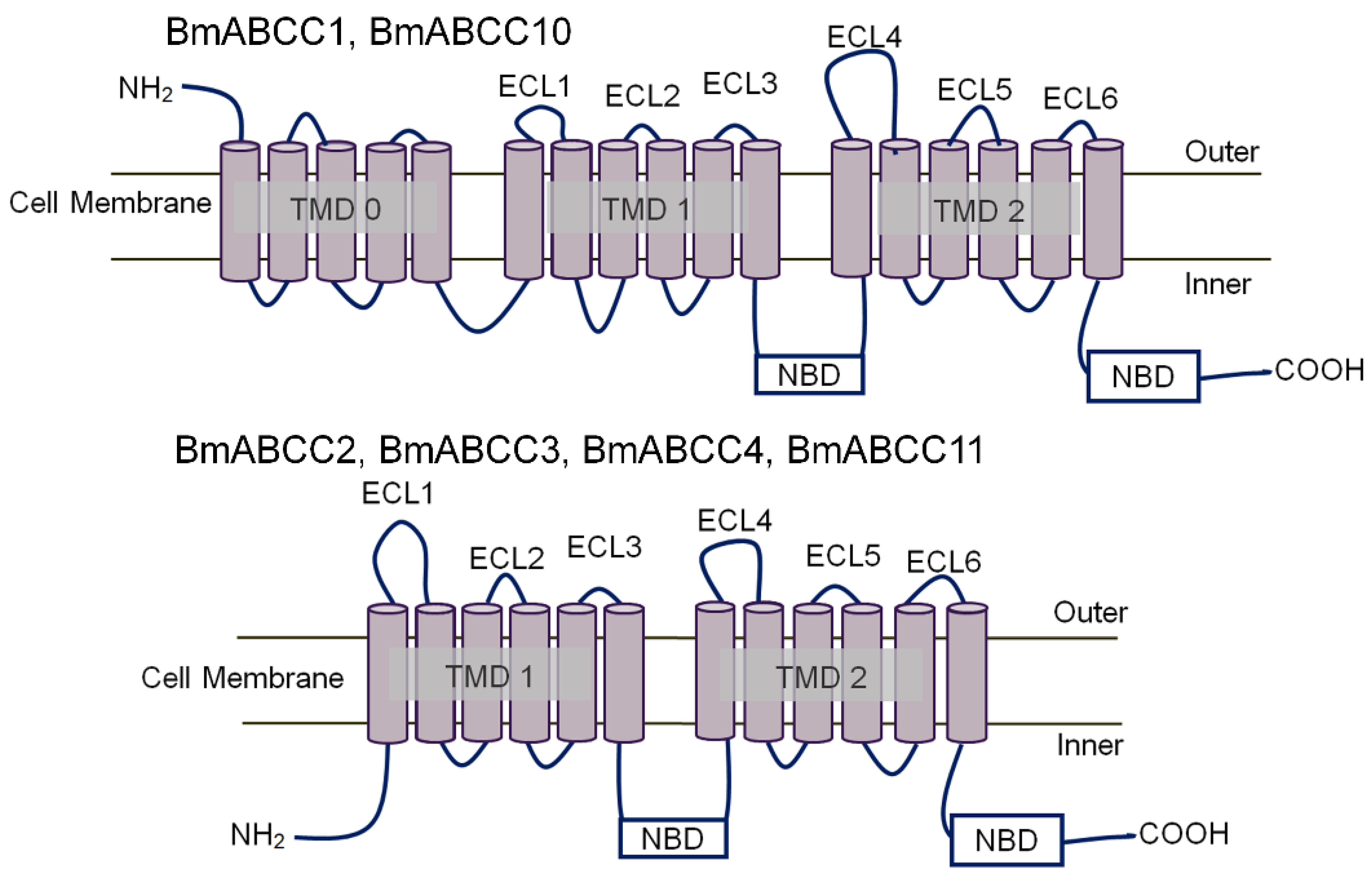 Biomolecules 14 00271 g001