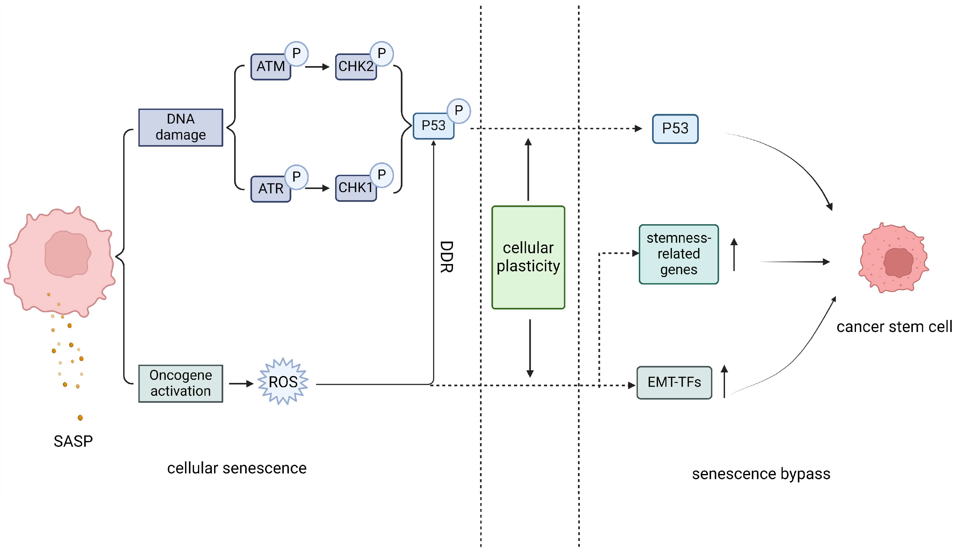 Biomolecules 14 00288 g002 Biomolecules 14 00288 g002