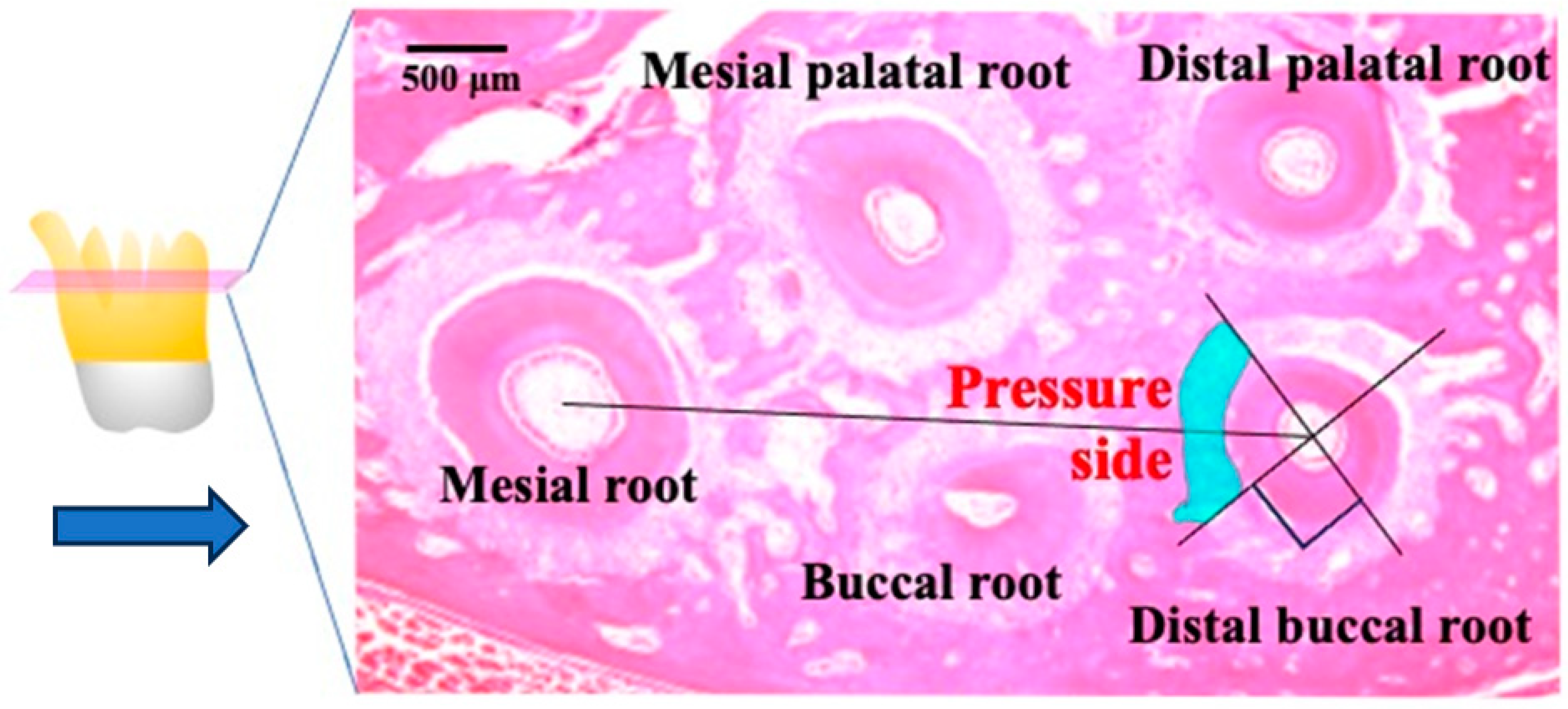 Biomolecules 14 00300 g003 Biomolecules 14 00300 g003