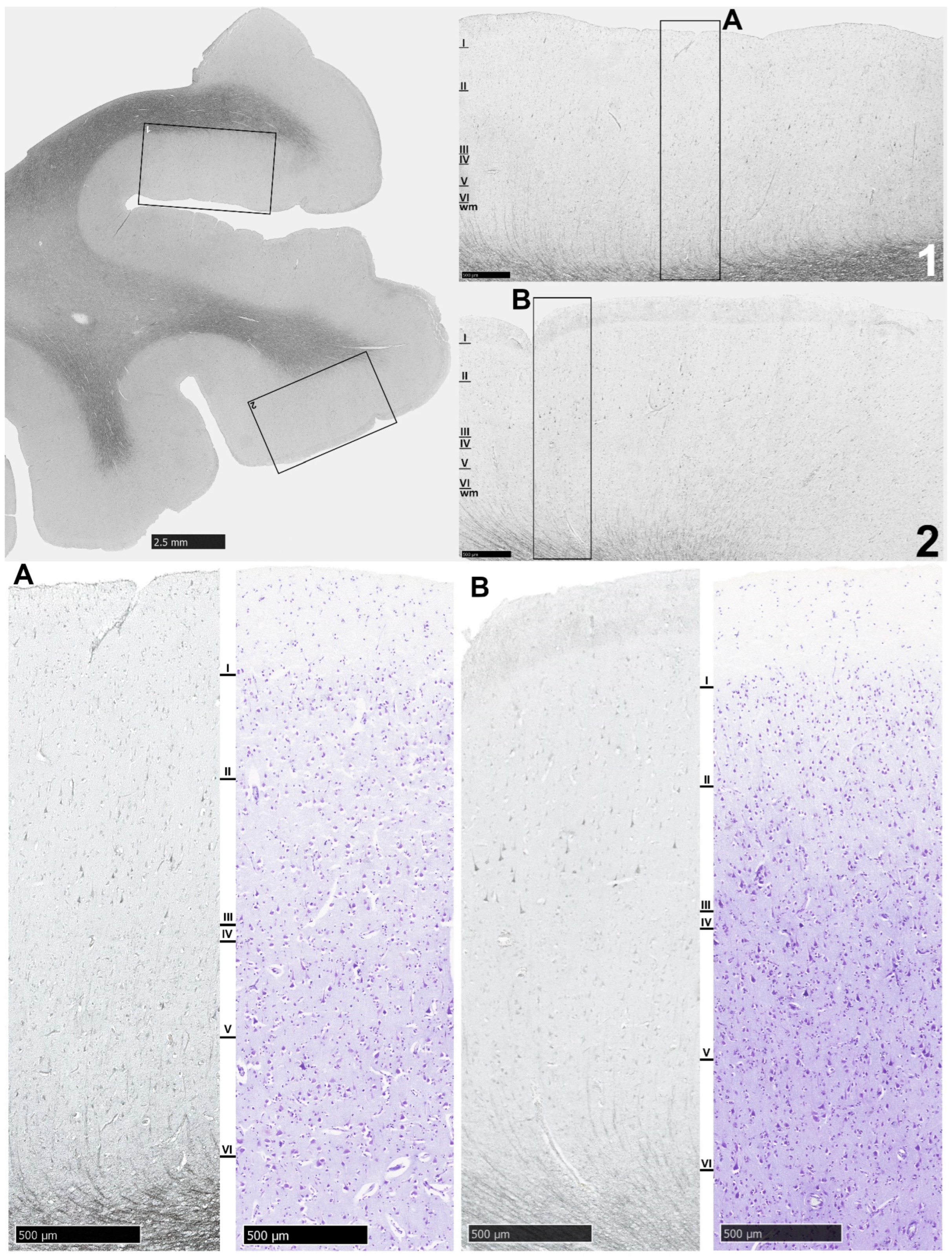 Biomolecules 14 00302 g003