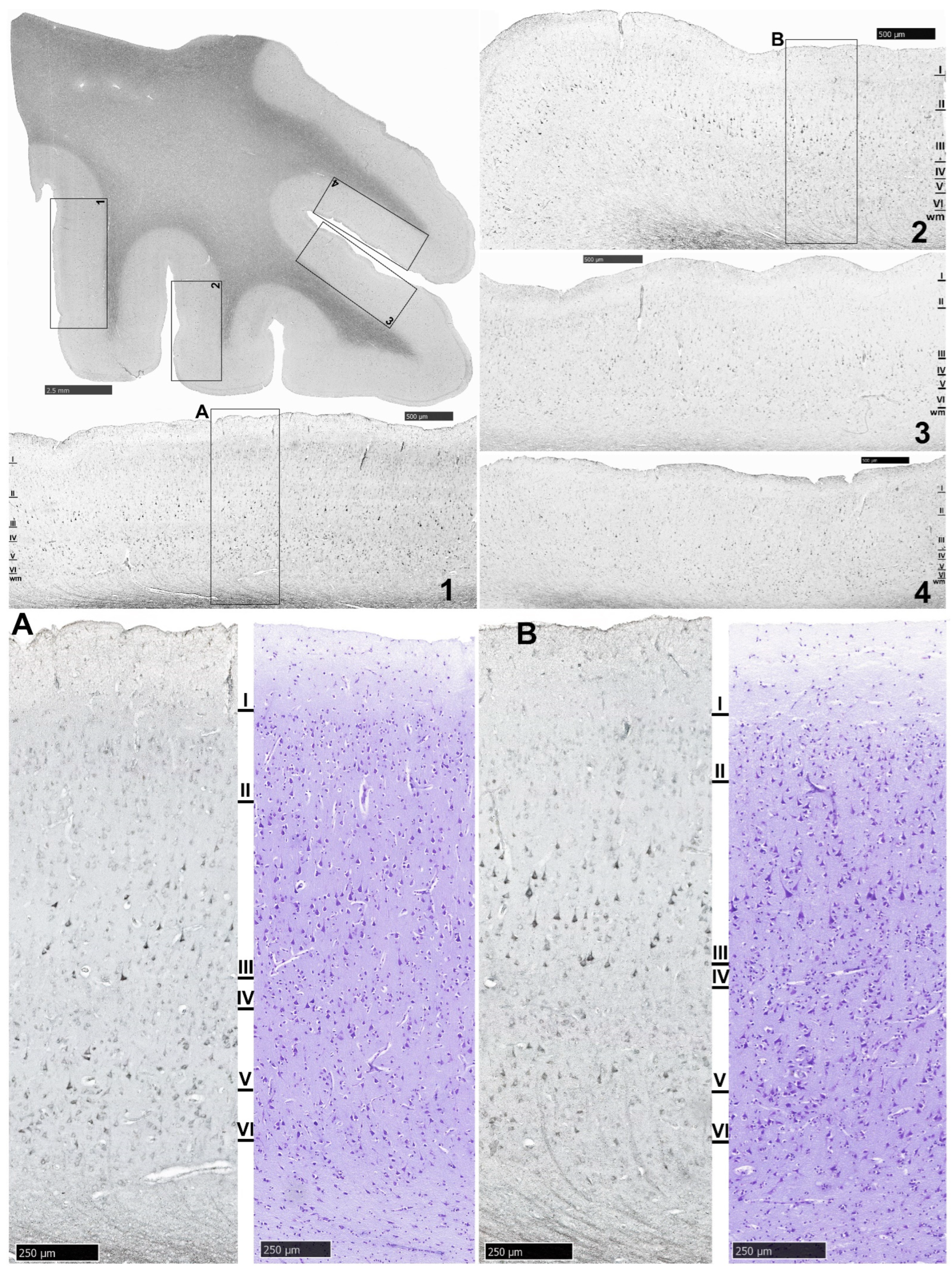 Biomolecules 14 00302 g004