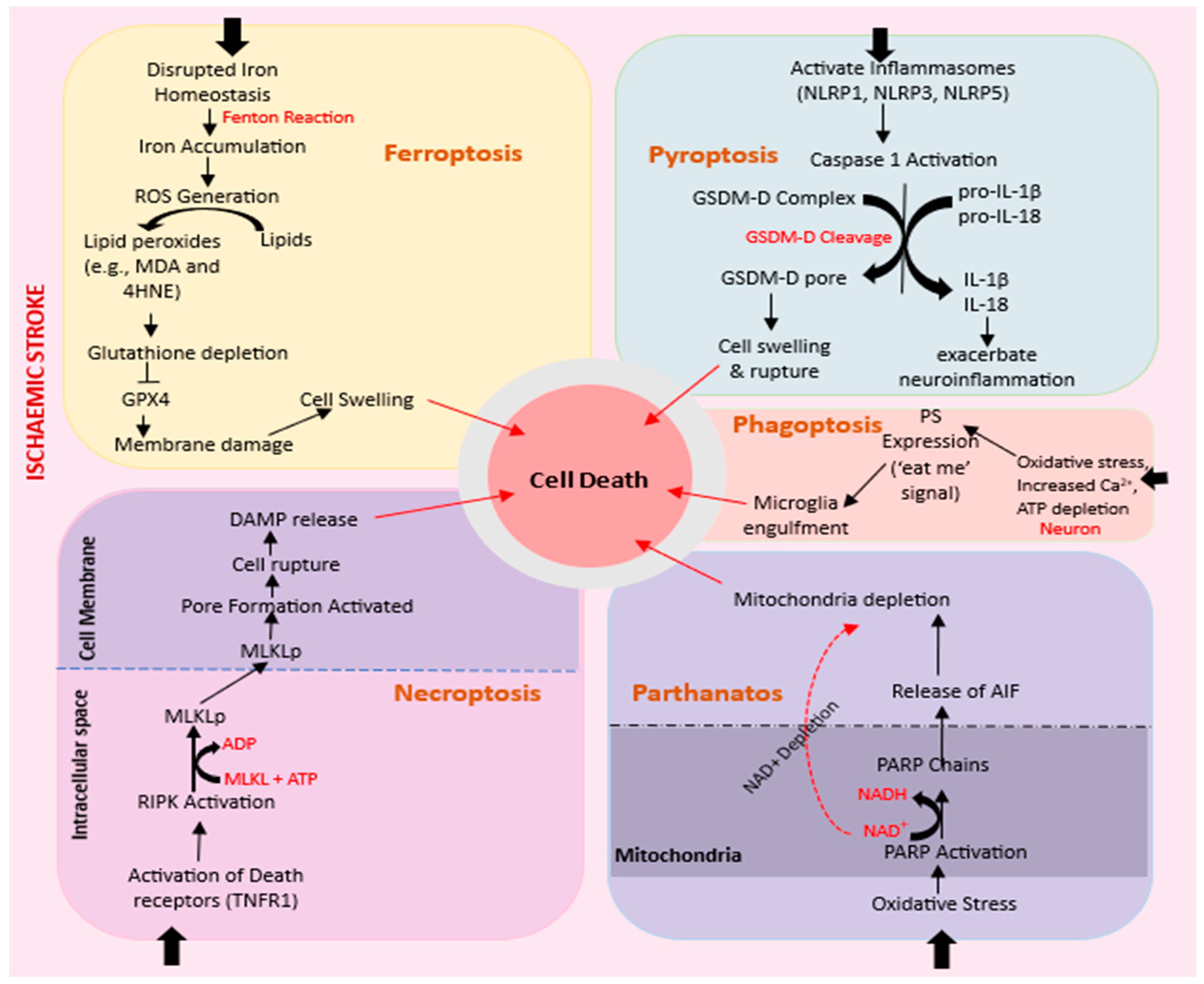 Biomolecules 14 00305 g002 Biomolecules 14 00305 g002