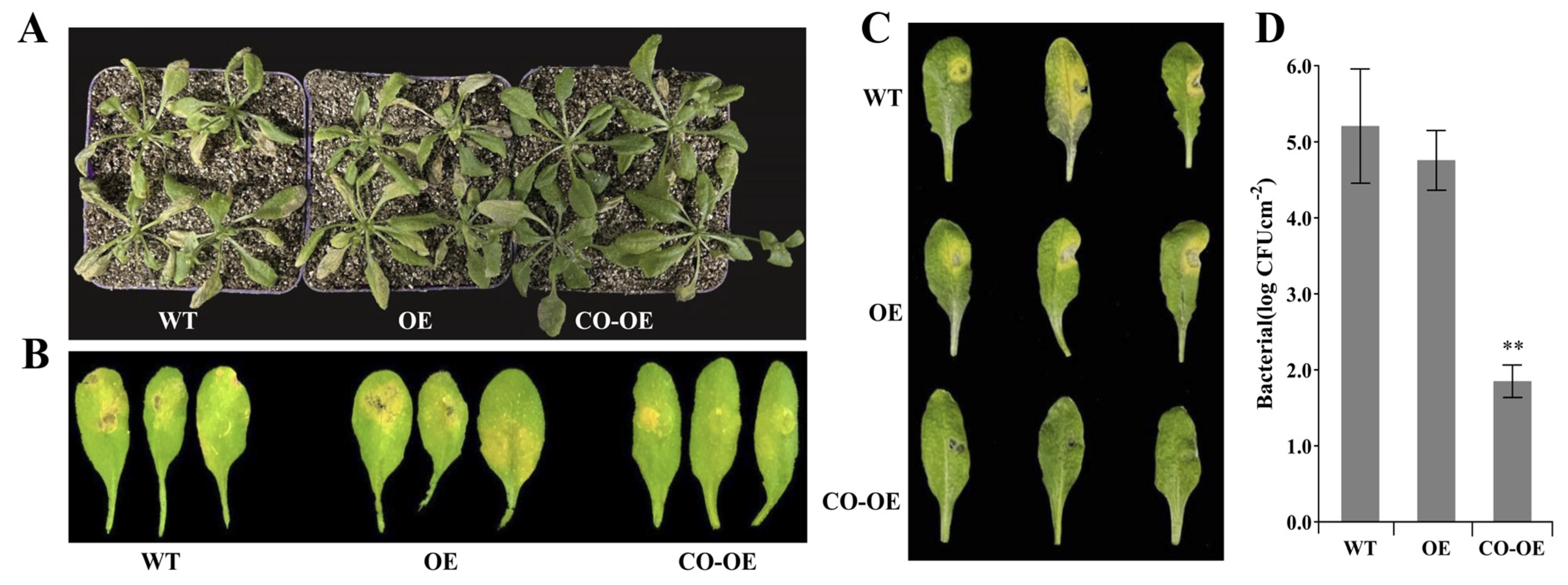 Biomolecules 14 00308 g010