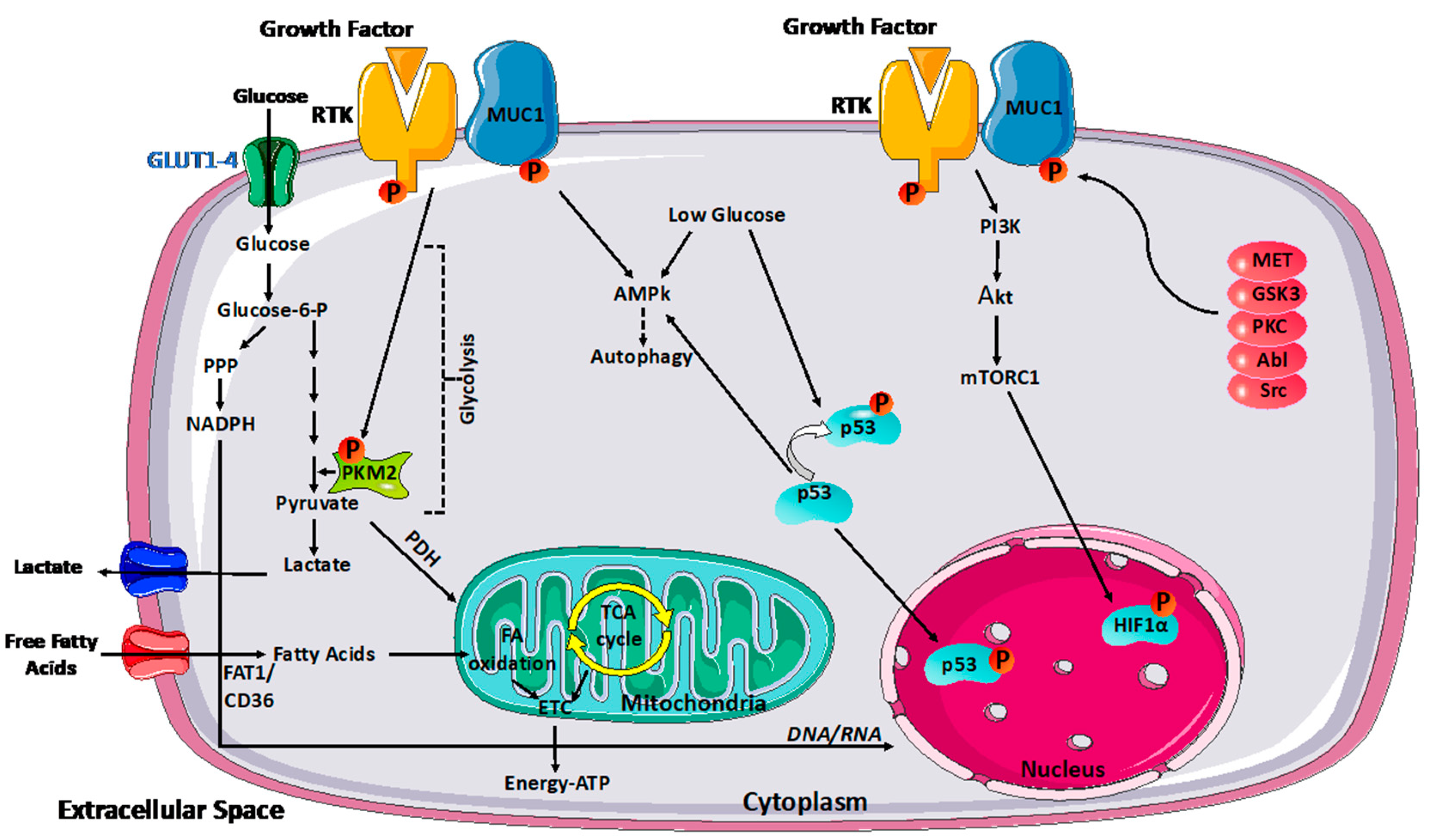 Biomolecules 14 00315 g001