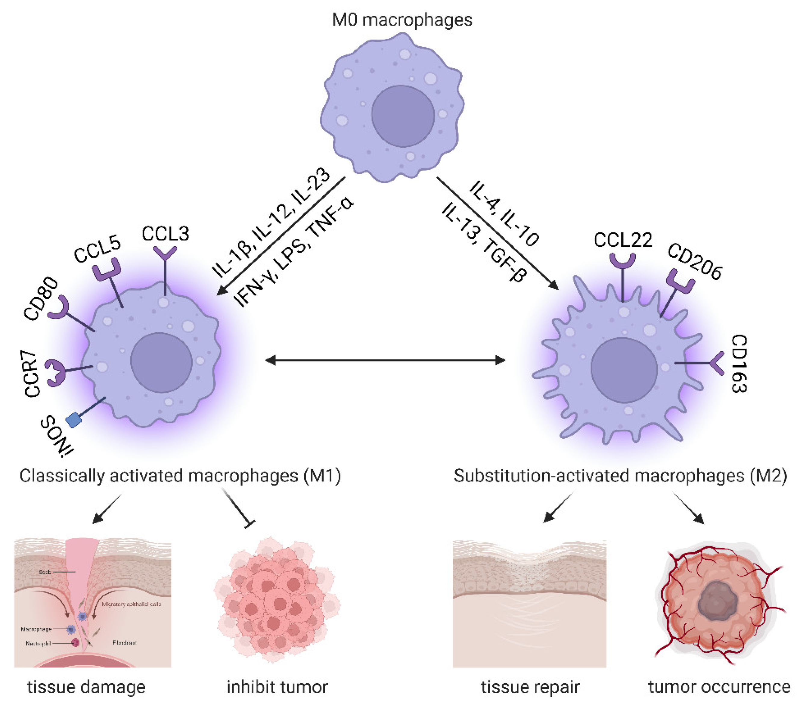 Biomolecules 14 00328 g002