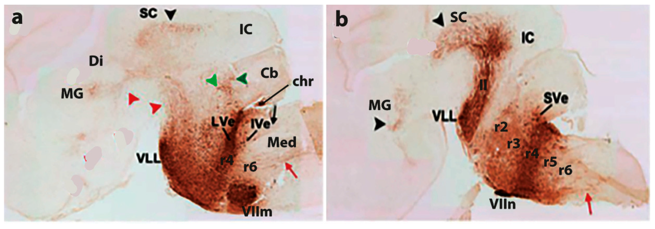 Biomolecules 14 00331 g004