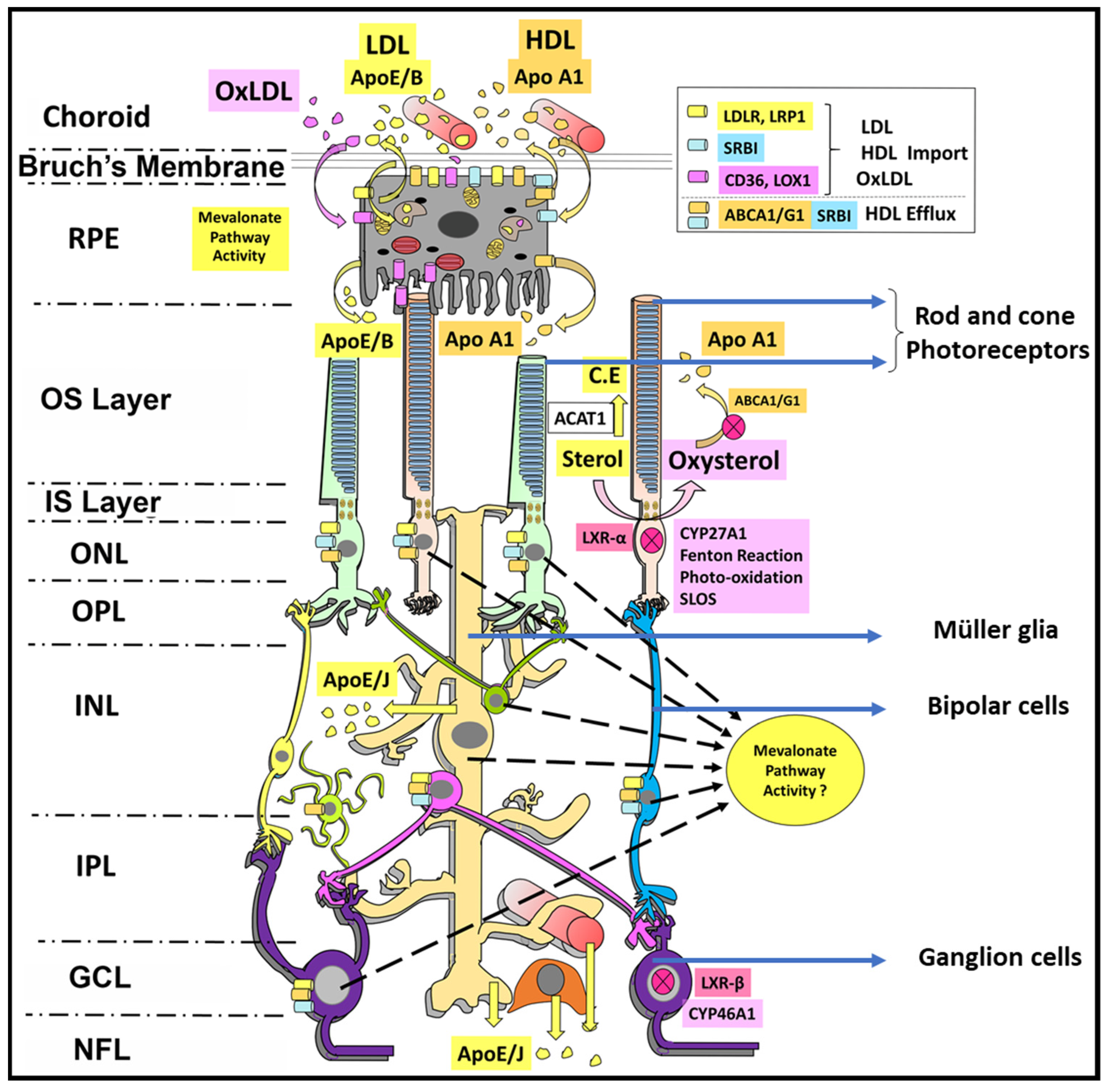 Biomolecules 14 00341 g001
