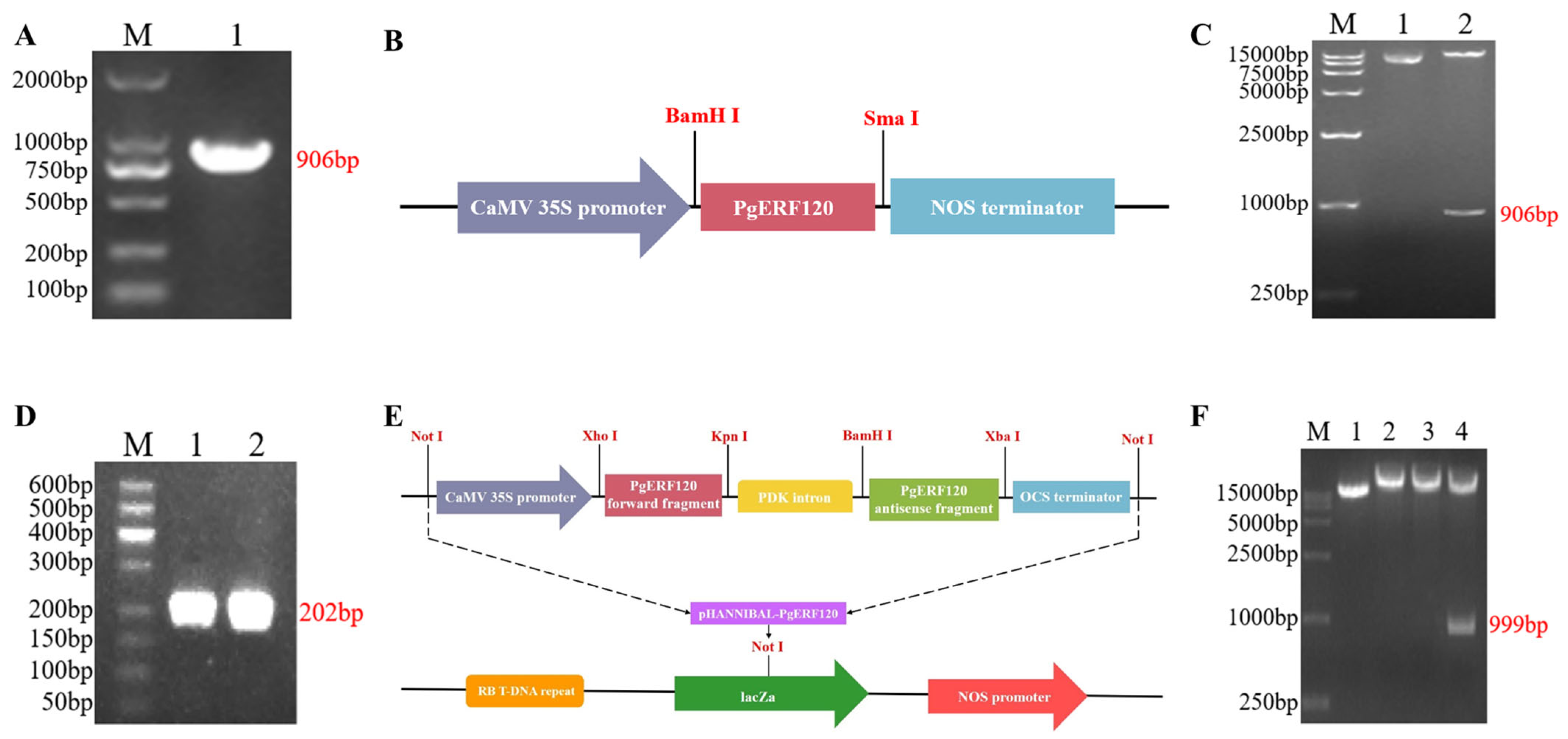 Biomolecules 14 00345 g006