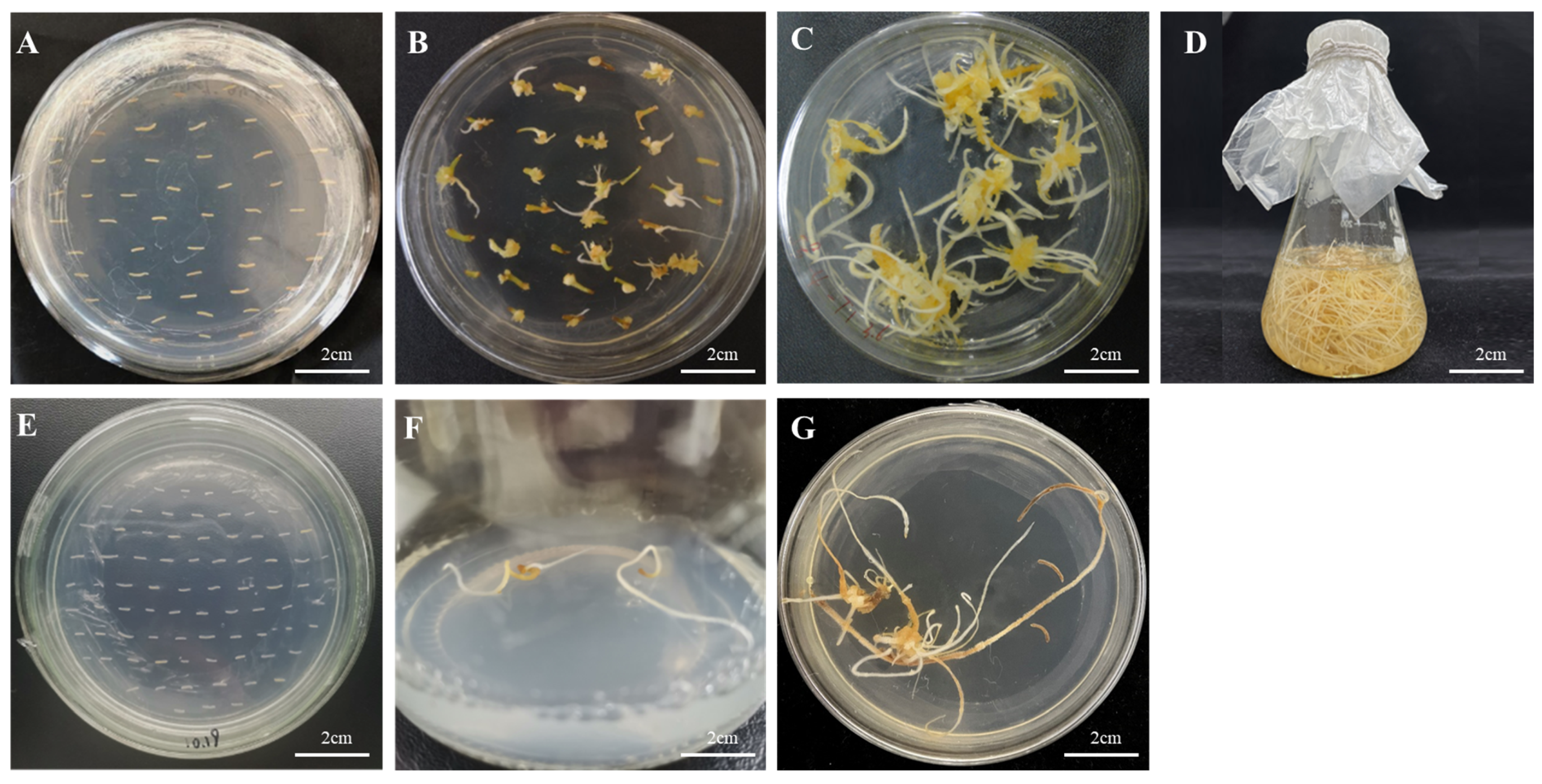 Biomolecules 14 00345 g007